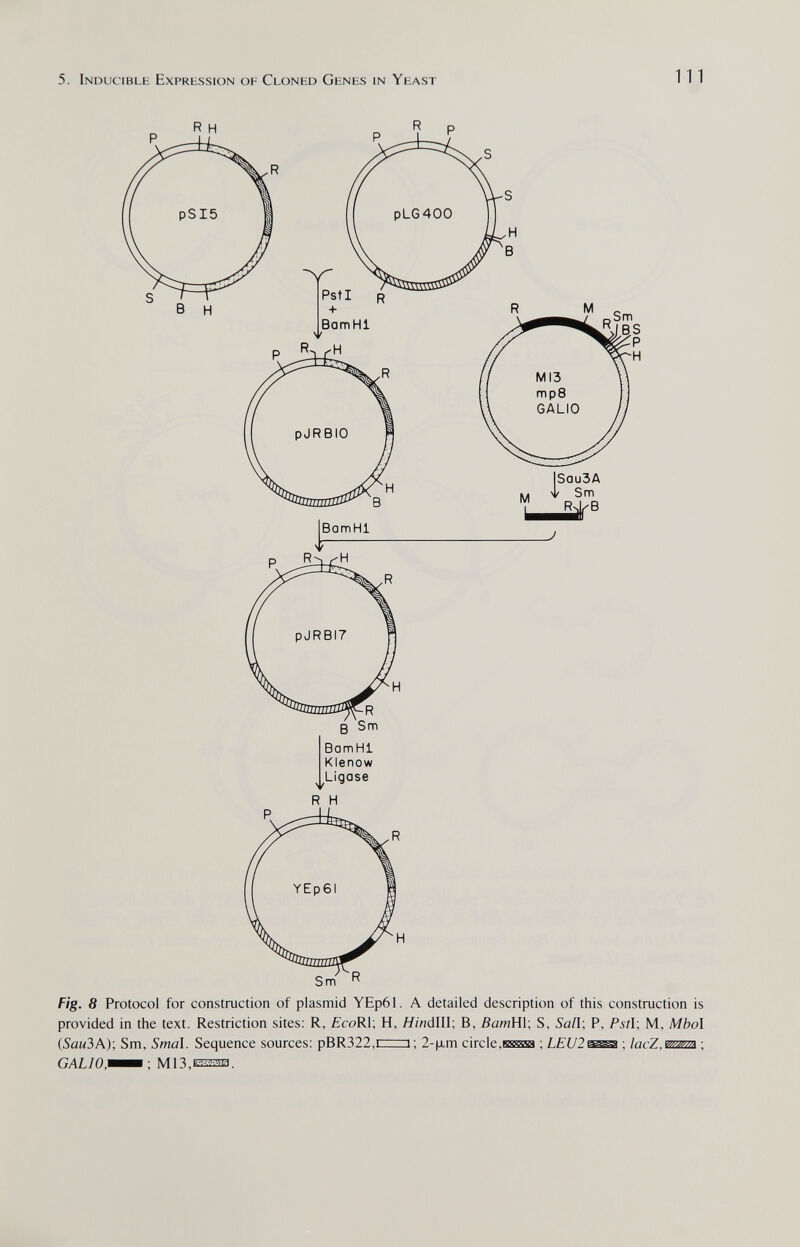 5. Inducible Expression of Cloned Genes in Yeast 111 Fig. 8 Protocol for construction of plasmid YEp61. A detailed description of this construction is provided in the text. Restriction sites: R, EcoRl; H, Яг>7dIII; B, BamHl, S, Sail, P, Pifl; M, Mbol (5амЗА); Sm, Smal. Sequence sources; pBR322,i i; 2-|xm circle,ssssm ; LEU2^^ ; lacZ.mmi ; GAL10,m^ -, М13,еез5Ш.