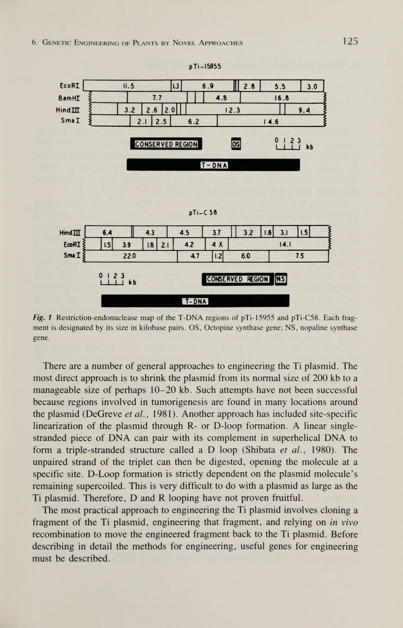 6. Genetic Engineering of Plants by Novel Approaches 125 pTi-IS955 ICÔNSÊRVË^ÊGÎÔNI ^ 0 12 3 1 I I I kb pTi-CSe HindlH EcoRI Snwl 0 12 3 1 I I I kb ■CONSERVÉrreGÍoÑlfÑsl T-DÑTI Fig. 1 Restriction-endonuclease map of the T-DNA regions of pTi-15955 and pTi-C58. Each frag¬ ment is designated by its size in kilobase pairs. OS, Octopine synthase gene; NS, nopaline synthase gene. There are a number of general approaches to engineering the Ti plasmid. The most direct approach is to shrink the plasmid from its normal size of 200 kb to a manageable size of perhaps 10-20 kb. Such attempts have not been successful because regions involved in tumorigenesis are found in many locations around the plasmid (DeGreve et al., 1981). Another approach has included site-specific linearization of the plasmid through R- or D-loop formation. A linear single- stranded piece of DNA can pair with its complement in superhelical DNA to form a triple-stranded structure called a D loop (Shibata et al., 1980). The unpaired strand of the triplet can then be digested, opening the molecule at a specific site. D-Loop formation is strictly dependent on the plasmid molecule's remaining supercoiled. This is very difficult to do with a plasmid as large as the Ti plasmid. Therefore, D and R looping have not proven fruitful. The most practical approach to engineering the Ti plasmid involves cloning a fragment of the Ti plasmid, engineering that fragment, and relying on in vivo recombination to move the engineered fragment back to the Ti plasmid. Before describing in detail the methods for engineering, useful genes for engineering must be described.