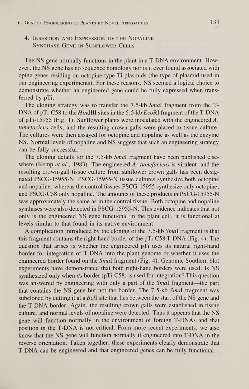 6. Genetic Engineering of Plants by Novel Approaches 131 4. Insertion and Expression of the Nopaline Synthase Gene in Sunflower Cells The NS gene normally functions in the plant in a T-DNA environment. How¬ ever, the NS gene has no sequence homology nor is it ever found associated with opine genes residing on octopine-type Ti plasmids (the type of plasmid used in our engineering experiments). For these reasons, NS seemed a logical choice to demonstrate whether an engineered gene could be fully expressed when trans¬ ferred by pTi. The cloning strategy was to transfer the 7.5-kb Sma\ fragment from the T- DNA of pTi-C58 to the HinálW sites in the 5.5-kb EcoRl fragment of the T-DNA of pTi-15955 (Fig. 1). Sunflower plants were inoculated with the engineered Л. tumefaciens cells, and the resulting crown galls were placed in tissue culture. The cultures were then assayed for octopine and nopaline as well as the enzyme NS. Normal levels of nopaline and NS suggest that such an engineering strategy can be fully successful. The cloning details for the 7.5-kb Smal fragment have been published else¬ where (Kemp et al., 1983). The engineered A. tumefaciens is virulent, and the resulting crown-gall tissue culture from sunflower crown galls has been desig¬ nated PSCG-15955-N. PSCG-15955-N tissue cultures synthesize both octopine and nopaline, whereas the control tissues PSCG-15955 synthesize only octopine, and PSCG-C58 only nopaline. The amounts of these products in PSCG-15955-N was approximately the same as in the control tissue. Both octopine and nopaline synthases were also detected in PSCG-15955-N. This evidence indicates that not only is the engineered NS gene functional in the plant cell, it is functional at levels similar to that found in its native environment. A complication introduced by the cloning of the 7.5-kb Sma\ fragment is that this fragment contains the right-hand border of the pTi-C58 T-DNA (Fig. 4). The question that arises is whether the engineered pTi uses its natural right-hand border for integration of T-DNA into the plant genome or whether it uses the engineered border found on the Smal fragment (Fig. 4). Genomic Southern blot experiments have demonstrated that both right-hand borders were used. Is NS synthesized only when its border (pTi-C58) is used for integration? This question was answered by engineering with only a part of the Smal fragment—the part that contains the NS gene but not the border. The 7.5-kb Smal fragment was subcloned by cutting it at a Bell site that lies between the start of the NS gene and the T-DNA border. Again, the resulting crown galls were established in tissue culture, and normal levels of nopaline were detected. Thus it appears that the NS gene will function normally in the environment of foreign T-DNAs and that position in the T-DNA is not critical. From more recent experiments, we also know that the NS gene will function normally if engineered into T-DNA in the reverse orientation. Taken together, these experiments clearly demonstrate that T-DNA can be engineered and that engineered genes can be fully functional.