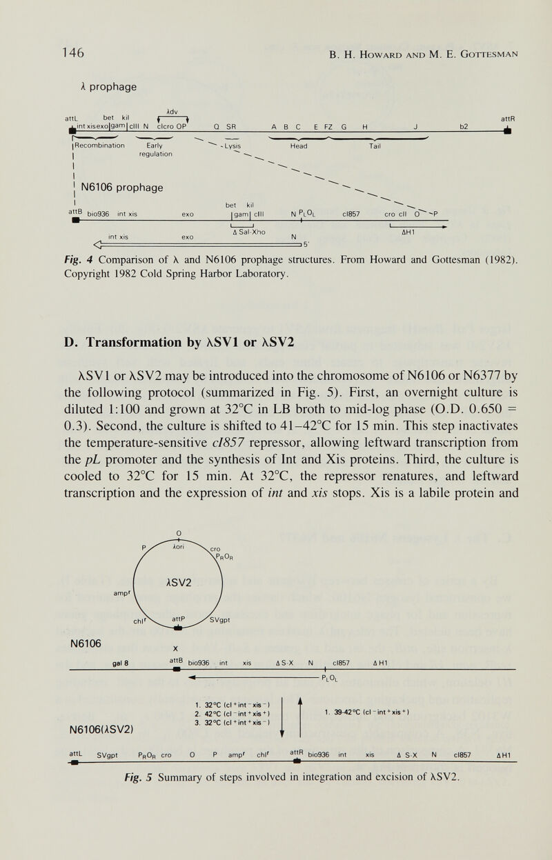 146 в. H. Howard and M. E. Gottesman A prophage Adv atti bet kil ^^ attR ^intxisexo|gam|c||| N clero OP Q SR ABC E FZ G H J b2 ^ I Recombination Early ^ ~ Lysis Head Tail I regulation — J N6106 prophage ' bet kil — bio936 int xis exo Igaml clll N cI857 ero ell 0^ -+- I I I ASai-Xho ДН1 int XIS exo N C^= '5' Fig. 4 Comparison of \ and N6106 prophage structures. From Howard and Gottesman (1982). Copyright 1982 Cold Spring Harbor Laboratory. D. Transformation by XSVl or XSV2 XSV1 or XSV2 may be introduced into the chromosome of N6106 or N6377 by the following protocol (summarized in Fig. 5). First, an overnight culture is diluted 1:100 and grown at 32°C in LB broth to mid-log phase (O.D. 0.650 = 0.3). Second, the culture is shifted to 41-42°C for 15 min. This step inactivates the temperature-sensitive cI857 repressor, allowing leftward transcription from the pL promoter and the synthesis of Int and Xis proteins. Third, the culture is cooled to 32°C for 15 min. At 32°C, the repressor renatures, and leftward transcription and the expression of int and xis stops. Xis is a labile protein and N6106(ASV2) 1. 32°C Icl+int-xis) 2. 42°C (cl-int + xis + ) 3. 32°C (cl+int + xis-) 1. 39-42°C (c|-int + xis + ) SVgpt PhOr ero 0 P amp'' chi'' bio936 int xis A S-X N cl857 ДН1 Fig. 5 Summary of steps involved in integration and excision of XSV2.