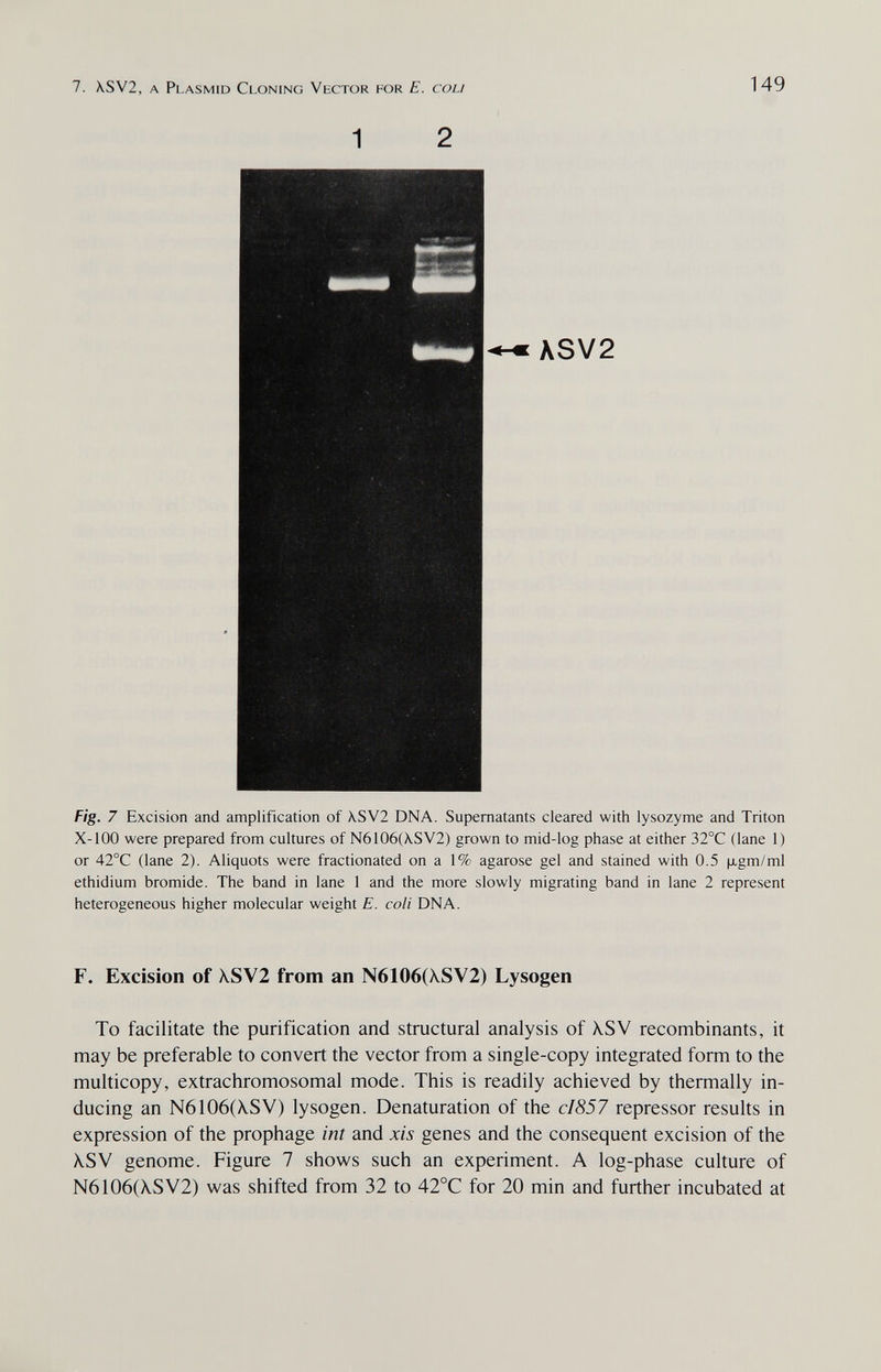 7. \SV2, a Plasmid Cloning Vector for E. cou 149 ASV2 Fig. 7 Excision and amplification of XSV2 DNA. Supematants cleared with lysozyme and Triton X-100 were prepared from cultures of N6106(XSV2) grown to mid-log phase at either 32°C (lane 1) or 42°C (lane 2). Aliquots were fractionated on a 1% agarose gel and stained with 0.5 |xgm/ml ethidium bromide. The band in lane 1 and the more slowly migrating band in lane 2 represent heterogeneous higher molecular weight E. coli DNA. F. Excision of \SV2 from an N6106(XSV2) Lysogen To facilitate the purification and structural analysis of XSV recombinants, it may be preferable to convert the vector from a single-copy integrated form to the multicopy, extrachromosomal mode. This is readily achieved by thermally in¬ ducing an N6106(X.SV) lysogen. Denaturation of the cI857 repressor results in expression of the prophage int and xis genes and the consequent excision of the Á.SV genome. Figure 7 shows such an experiment. A log-phase culture of N6106(XSV2) was shifted from 32 to 42°C for 20 min and further incubated at