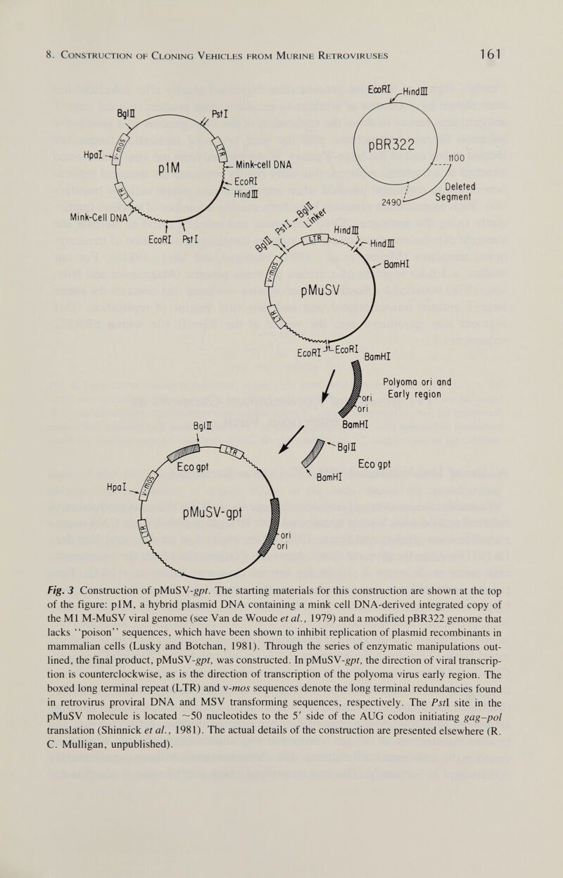 8. Construction of Cloning Vehicles from Murine Retroviruses 161 EcoRI ^Hindm Mink-cell DNA EcoRI HindM Mink-Cell DNA ì\ EcoRI Psfl 2490 BarnHI noo Deleted Segment ЕсоП1--ЕСОН /1 Polyoma ori and ^ Early region Hpol A Ecogpt BamHI Fig.3 Construction of pMuSV-g/7i. The starting materials for this construction are shown at the top of the figure; plM, a hybrid plasmid DNA containing a mink cell DNA-derived integrated copy of the Ml M-MuSV viral genome (see Van de Woude et al., 1979) and a modified pBR322 genome that lacks poison sequences, which have been shown to inhibit replication of plasmid recombinants in mammalian cells (Lusky and Botchan, 1981). Through the series of enzymatic manipulations out¬ lined, the final product, pMuSV-gpi, was constructed. In pMuSV-gpi, the direction of viral transcrip¬ tion is counterclockwise, as is the direction of transcription of the polyoma virus early region. The boxed long terminal repeat (LTR) and v-mos sequences denote the long terminal redundancies found in retrovirus proviral DNA and MSV transforming sequences, respectively. The Pst\ site in the pMuSV molecule is located ~50 nucleotides to the 5' side of the AUG codon initiating gag-pol translation (Shinnick et al., 1981). The actual details of the construction are presented elsewhere (R. C. Mulligan, unpublished).