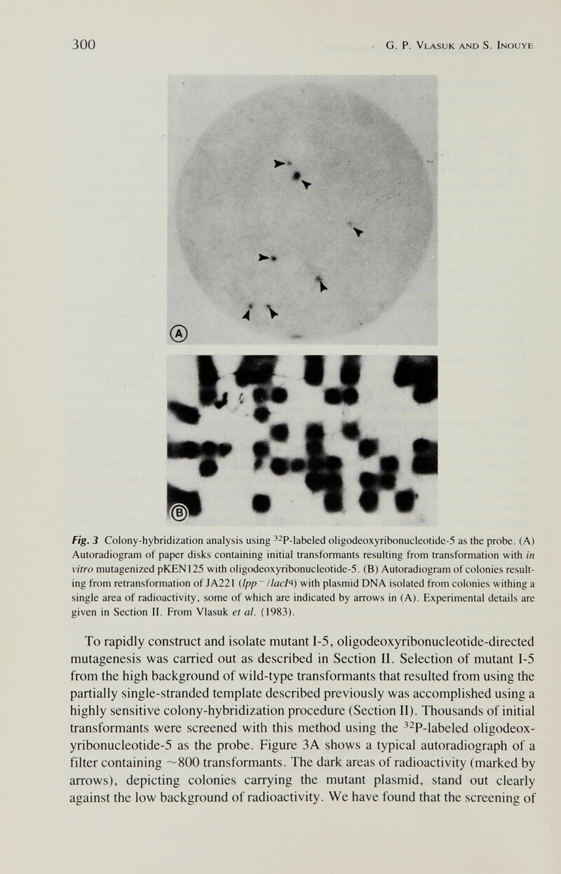 300 g. p. Vlasuk and s. Inouye Fig. 3 Colony-hybridization analysis using ^^P-iabeled oligodeoxyribonucleotide-5 as the probe. (A) Autoradiogram of paper disks containing initial transformants resulting from transformation with in vitro mutagenized pKEN125 with oligodeoxyribonucleotide-5. (B) Autoradiogram of colonies result¬ ing from retransformation of JA221 {Ipp  / lacl^) with plasmid DNA isolated from colonies withing a single area of radioactivity, some of which are indicated by arrows in (A). Experimental details are given in Section II. From Vlasuk et al. (1983). To rapidly construct and isolate mutant 1-5, oligodeoxyribonucleotide-directed mutagenesis was carried out as described in Section II. Selection of mutant 1-5 from the high background of wild-type transformants that resulted from using the partially single-stranded template described previously was accomplished using a highly sensitive colony-hybridization procedure (Section II). Thousands of initial transformants were screened with this method using the ^^P-labeled oligodeox- yribonucleotide-5 as the probe. Figure ЗА shows a typical autoradiograph of a filter containing —800 transformants. The dark areas of radioactivity (marked by arrows), depicting colonies carrying the mutant plasmid, stand out clearly against the low background of radioactivity. We have found that the screening of