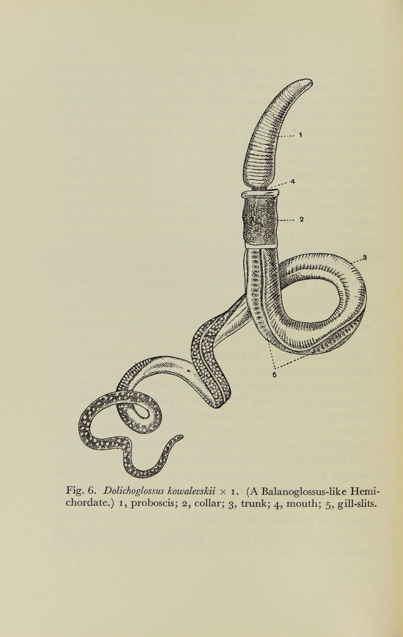 Fig. 6. Dolichoglossiis kowalevskii x i. (A Balanoglossus-like Hemi- chordate.) i, proboscis; 2, collar; 3, trunk; 4, mouth; 5, gill-slits.