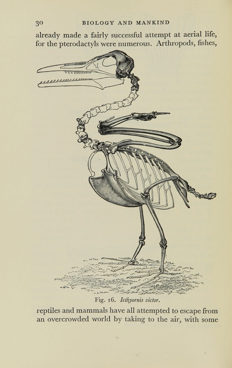 30 BIOLOGY AND MANKIND already made a fairly successful attempt at aerial life, for the pterodactyls were numerous. Arthropods, fishes. Fig. 16. Icthyornis victor. reptiles and mammals have all attempted to escape from an overcrowded world by taking to the air, with some