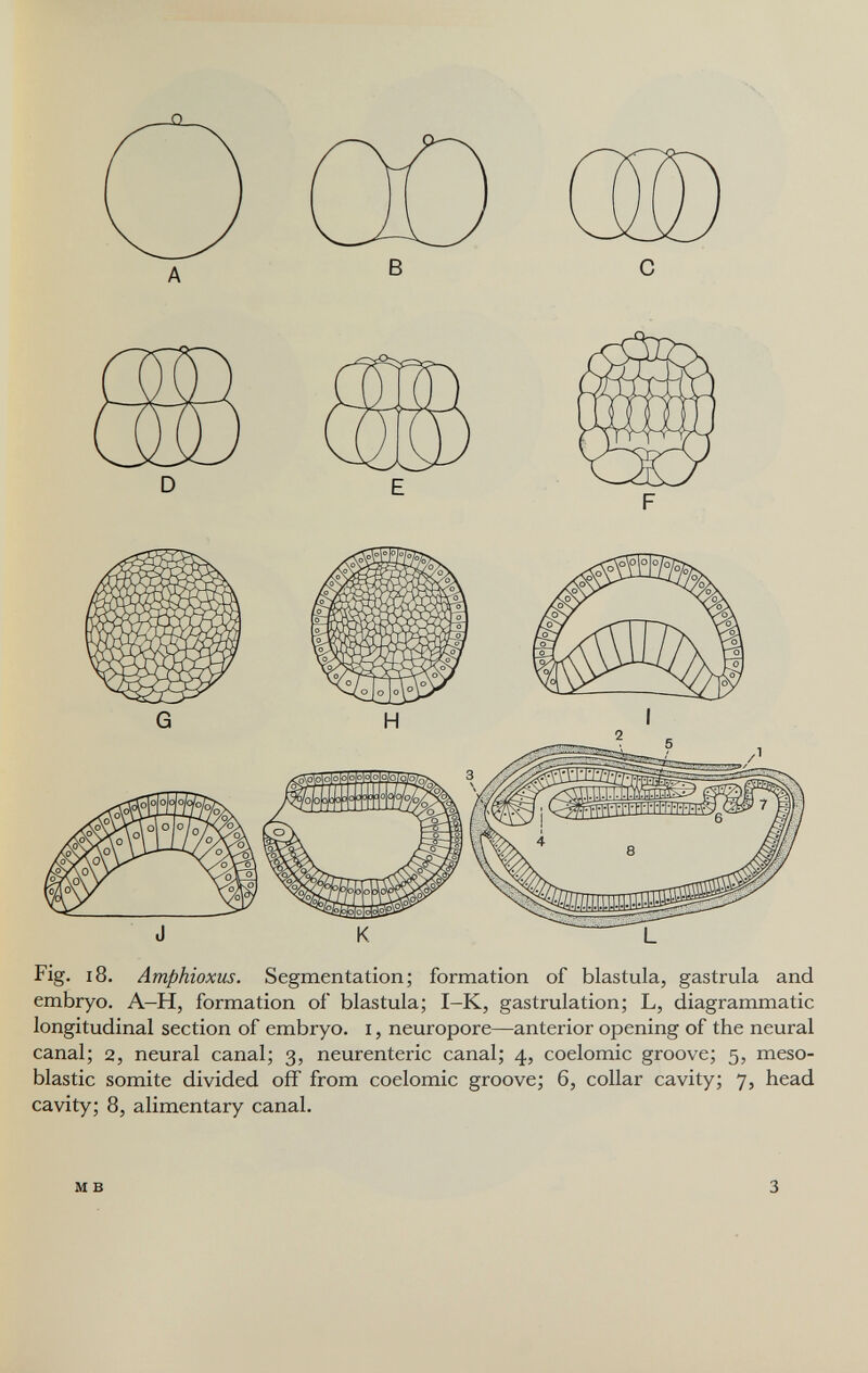 в Fig. 18. Amphioxus. Segmentation; formation of blastula, gastrula and embryo. A-H, formation of blastula; I-K, gastrulation; L, diagrammatic longitudinal section of embryo, i, neuropore—anterior opening of the neural canal; 2, neural canal; 3, neurenteric canal; 4, coelomic groove; 5, meso- blastic somite divided off from coelomic groove; 6, collar cavity; 7, head cavity; 8, alimentary canal. M в 3