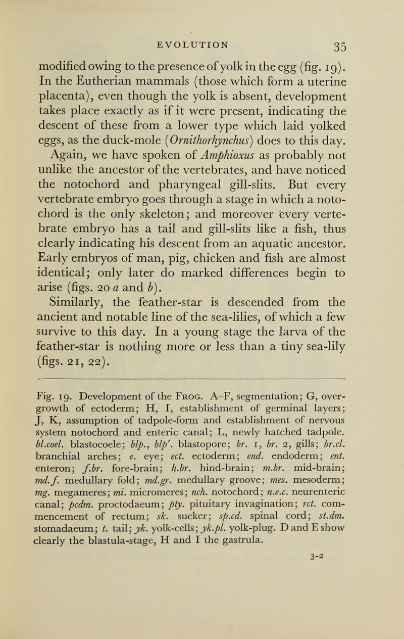 EVOLUTION 35 modified owing to the presence of yolk in the egg (fig. 19). In the Eutherian mammals (those which form a uterine placenta), even though the yolk is absent, development takes place exactly as if it were present, indicating the descent of these from a lower type which laid yolked eggs, as the duck-mole [Ornithorhynchus] does to this day. Again, we have spoken of Amphioxus as probably not unlike the ancestor of the vertebrates, and have noticed the notochord and pharyngeal gill-slits. But every vertebrate embryo goes through a stage in which a noto¬ chord is the only skeleton; and moreover every verte¬ brate embryo has a tail and gill-slits like a fish, thus clearly indicating his descent from an aquatic ancestor. Early embryos of man, pig, chicken and fish are almost identical; only later do marked differences begin to arise (figs. 20 a and b). Similarly, the feather-star is descended from the ancient and notable line of the sea-lilies, of which a few survive to this day. In a young stage the larva of the feather-star is nothing more or less than a tiny sea-lily (figs. 21, 22). Fig. 19. Development of the Frog. A-F, segmentation; G, over¬ growth of ectoderm; H, I, establishment of germinal layers; J, K, assumption of tadpole-form and establishment of nervous system notochord and enteric canal; L, newly hatched tadpole. bl.coel. blastocoele; bip., Ыр'. blastopore; br. i, br. 2, gills; br.cl. branchial arches; e. eye; ect. ectoderm; end. endoderm; ent. enteron; f.br. fore-brain; h.br. hind-brain; m.br. mid-brain; md.f. medullary fold; md.gr. medullary groove; mes. mesoderm; mg. megameres; mi. micromeres; neh. notochord; n.e.c. neurenteric canal; pcdm. proctodaeum; pty. pituitary invagination; ret. com¬ mencement of rectum; sk. sucker; sp.ed. spinal cord; st.dm. stomadaeum; t. tail; jvA;. yolk-cells; jvA;./)/. yolk-plug. D and E show clearly the blastula-stage, H and I the gastrula. 3-2