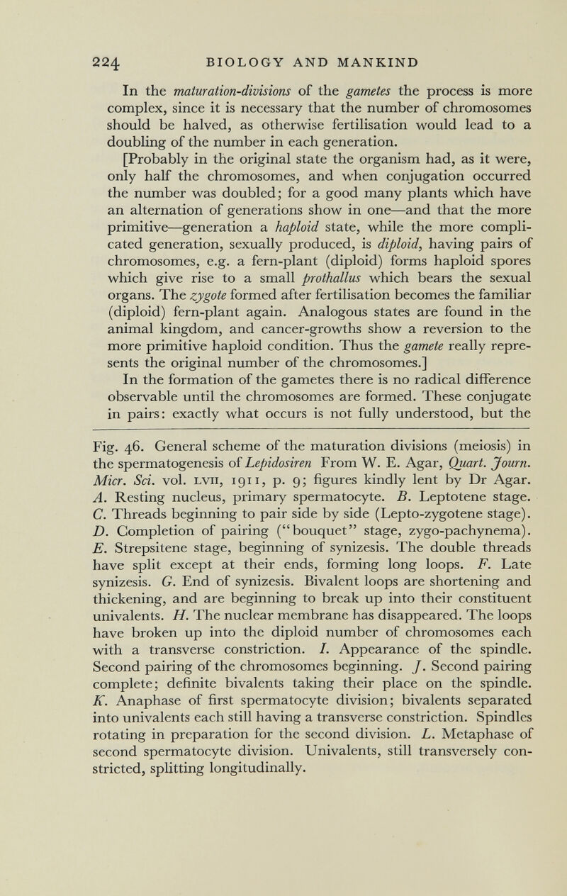 224 BIOLOGY AND MANKIND In the maturation-divisions of the gametes the process is more complex, since it is necessary that the number of chromosomes should be halved, as otherwise fertilisation would lead to a doubling of the number in each generation. [Probably in the original state the organism had, as it were, only half the chromosomes, and when conjugation occurred the number was doubled; for a good many plants which have an alternation of generations show in one—and that the more primitive—generation a haploid state, while the more compli¬ cated generation, sexually produced, is diploid, having pairs of chromosomes, e.g. a fern-plant (diploid) forms haploid spores which give rise to a small prothallus which bears the sexual organs. The zygote formed after fertilisation becomes the familiar (diploid) fern-plant again. Analogous states are found in the animal kingdom, and cancer-growths show a reversion to the more primitive haploid condition. Thus the gamete really repre¬ sents the original number of the chromosomes.] In the formation of the gametes there is no radical difference observable until the chromosomes are formed. These conjugate in pairs: exactly what occurs is not fully understood, but the Fig. 46. General scheme of the maturation divisions (meiosis) in the spermatogenesis of Lepidosiren From W. E. Agar, Quart. Journ. Micr. Sci. vol. LVii, 1911, p. 9; figures kindly lent by Dr Agar. A. Resting nucleus, primary spermatocyte. B. Leptotene stage. C. Threads beginning to pair side by side (Lepto-zygotene stage). D. Completion of pairing (bouquet stage, zygo-pachynema). E. Strepsitene stage, beginning of synizesis. The double threads have split except at their ends, forming long loops. F. Late synizesis. G. End of synizesis. Bivalent loops are shortening and thickening, and are beginning to break up into their constituent univalents. H. The nuclear membrane has disappeared. The loops have broken up into the diploid number of chromosomes each with a transverse constriction. I. Appearance of the spindle. Second pairing of the chromosomes beginning. /. Second pairing complete; definite bivalents taking their place on the spindle. K. Anaphase of first spermatocyte division; bivalents separated into univalents each still having a transverse constriction. Spindles rotating in preparation for the second division. L. Metaphase of second spermatocyte division. Univalents, still transversely con¬ stricted, splitting longitudinally.