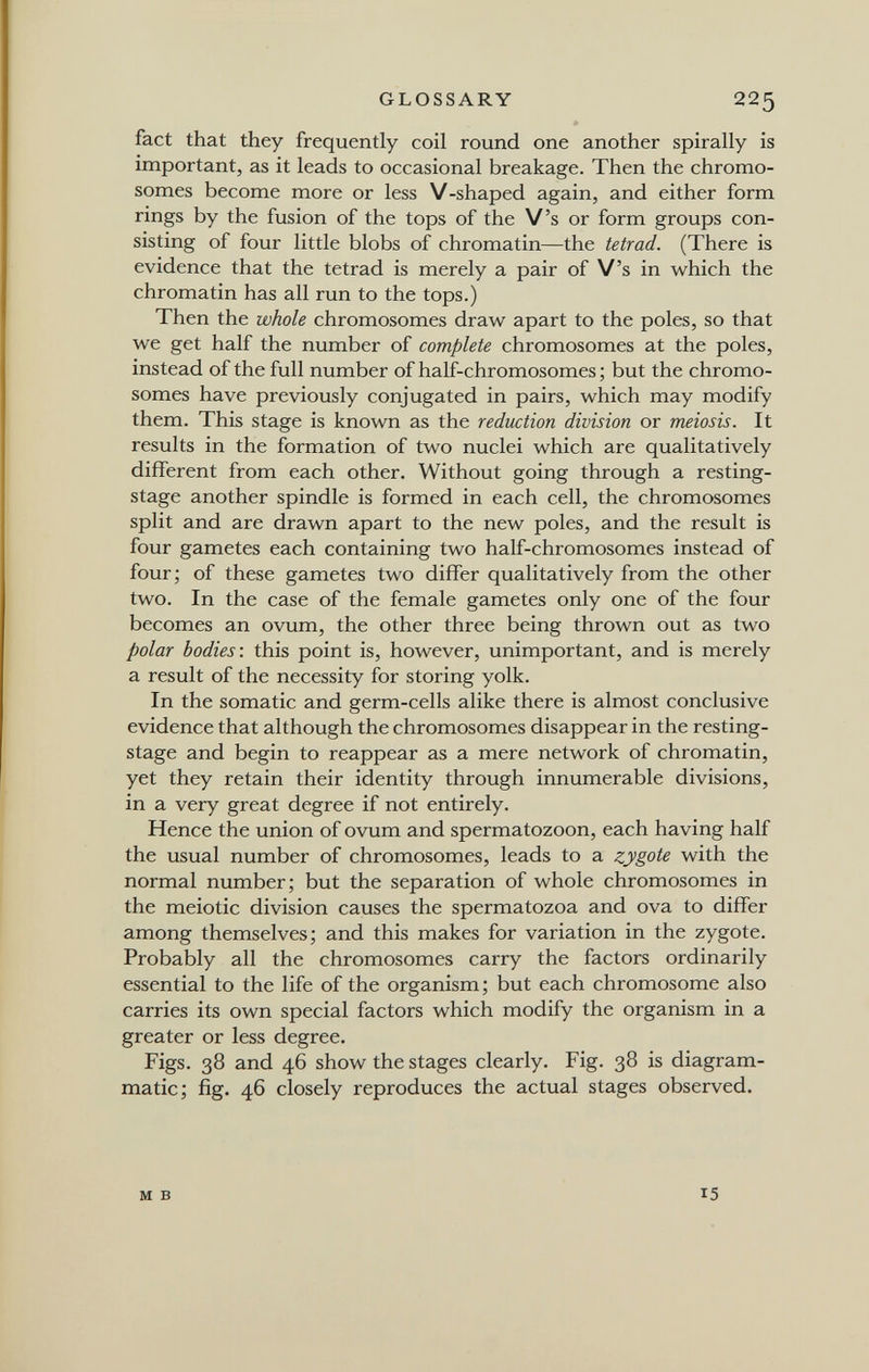 GLOSSARY 225 fact that they frequently coil round one another spirally is important, as it leads to occasional breakage. Then the chromo¬ somes become more or less V-shaped again, and either form rings by the fusion of the tops of the V's or form groups con¬ sisting of four little blobs of chromatin—the tetrad. (There is evidence that the tetrad is merely a pair of V's in which the chromatin has all run to the tops.) Then the whole chromosomes draw apart to the poles, so that we get half the number of complete chromosomes at the poles, instead of the full number of half-chromosomes ; but the chromo¬ somes have previously conjugated in pairs, which may modify them. This stage is known as the reduction division or meiosis. It results in the formation of two nuclei which are qualitatively different from each other. Without going through a resting- stage another spindle is formed in each cell, the chromosomes split and are drawn apart to the new poles, and the result is four gametes each containing two half-chromosomes instead of four; of these gametes two differ qualitatively from the other two. In the case of the female gametes only one of the four becomes an ovum, the other three being thrown out as two polar bodies: this point is, however, unimportant, and is merely a result of the necessity for storing yolk. In the somatic and germ-cells alike there is almost conclusive evidence that although the chromosomes disappear in the resting- stage and begin to reappear as a mere network of chromatin, yet they retain their identity through innumerable divisions, in a very great degree if not entirely. Hence the union of ovum and spermatozoon, each having half the usual number of chromosomes, leads to a zygote with the normal number; but the separation of whole chromosomes in the meiotic division causes the spermatozoa and ova to differ among themselves; and this makes for variation in the zygote. Probably all the chromosomes carry the factors ordinarily essential to the life of the organism; but each chromosome also carries its own special factors which modify the organism in a greater or less degree. Figs. 38 and 46 show the stages clearly. Fig. 38 is diagram¬ matic; fig. 46 closely reproduces the actual stages observed. M в 15