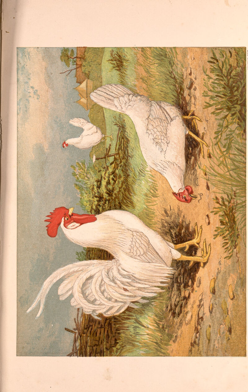 POULTRY HOUSES AND YAEDS. 8 side downwards. Fowls allowed a free range and permitted to roost in trees, how¬ ever, may always Ъе observed to select branches of a size that they can grasp with the feet; and these semi-domesticated birds, like wild bred pheasants, will rarely be found with crooked breasts. The position of the perches is even a matter of greater importance than their size. From seeing that fowls, when at large, frequently ascend to a great height in the trees in which they roost, many persons imagine that high perches in a fowl-house cannot be disadvantageous : they forget that, in descending from a tree, the bird flies a considerable distance, and alights without violence on the ground; whereag in a confined fowl-house this is im¬ practicable, and the bird flutters down almost perpendicularly, coming into contact with the floor with great force. The keel of the breast-bone of heavy fowls is often broken by these falls ; and corns, and that slow chronic inflammation termed bumble-foot, are the inevitable result of this error in the position of the perches. A very convenient arrangement of the nests and perches, where one shed or house alone is devoted to roosting, laying, and hatching, is for the perches to occupy the centre, and the nests the two ends. A footway at each end will give ready access to the lajâng-boxes, and this without rendering it necessary for the dirt to be trodden upon,—a point of considerable importance where there is a due regard for cleanliness. The laying-boxes should be placed against the sides of the shed, and covered with a sloping board, so as to prevent any birds from roosting upon them. If they are raised about two feet from the ground, an additional row of baskets or loose boxes can be placed on the floor underneath. Where such economy of space is not absolutely necessary as to require the nests to be placed in a row, the employment of loose boxes or baskets will be found preferable, as this arrangement enables the nests to be removed and thoroughly cleaned after the hens have hatched, and from their not being so closely crowded together, they do not afford such a harbour for fleas and other vermin. The eggs hatch much better if the nests are made by placing a cut turf, and a shovel of mould, sand, or ashes, in the box or basket, and on this a little short straw, than if straw only is used. In this way a convenient hollow is obtained, that prevents the eggs rolling out from under the sitting hen. In cold weather the eggs are thus kept of a much more equable temperature than in nests made simply of loose straw. In a recent volume of the Canada Farmer a design for a poultry house is given, which offers a difference of arrangement from those usually constructed in this country, and which, with some slight alterations, is reproduced in the accompany¬ ing cuts, representing the external and sectional elevations, and the plan of the structure. The house is octagonal, that form being chosen as offering a greater internal space for the same extent of wall than the square form ; the door occupying one of the sides, the windows two of the others. The roof is supported by a central pillar, F, and, if desired, may have a lantern light at the top, with louvre boards or other openings for ventilation. The centre pillar is by far the best plan of sup- B 2