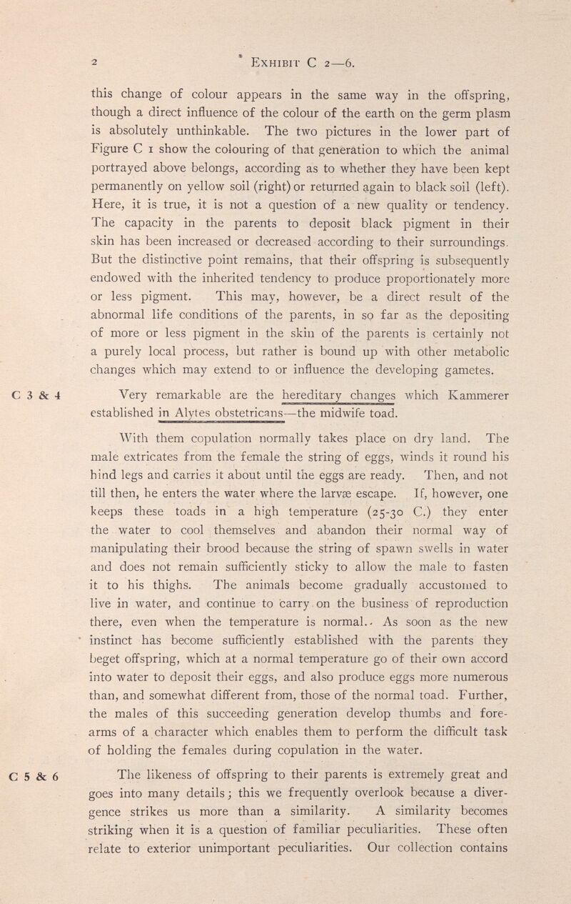 Exhibit С 2—6. this change of colour appears in the same way in the offspring, though a direct influence of the colour of the earth on the germ plasm is absolutely unthinkable. The two pictures in the lower part of Figure С I show the colouring of that generation to which the animal portrayed above belongs, according as to whether they have been kept permanently on yellow soil (right) or returned again to black soil (left). Here, it is true, it is not a question of a new quality or tendency. The capacity in the parents to deposit black pigment in their skin has been increased or decreased according to their surroundings. But the distinctive point remains, that their offspring is subsequently endowed with the inherited tendency to produce proportionately more or less pigment. This may, however, be a direct result of the abnormal life conditions of the parents, in so far as the depositing of more or less pigment in the skin of the parents is certainly not a purely local process, but rather is bound up with other metabolic changes which may extend to or influence the developing gametes. С 3 & 4 Very remarkable are the hereditary changes which Kammerer established in Alytes obstetricans—the midwife toad. With them copulation normally takes place on dry land. The male extricates from the female the string of eggs, winds it roimd his hind legs and carries it about until the eggs are ready. Then, and not till then, he enters the water where the larvae escape. If, however, one keeps these toads in a high temperature (25-30 C.) they enter the water to cool themselves and abandon their normal way of manipulating their brood because the string of spawn swells in water and does not remain sufficiently sticky to allow the male to fasten it to his thighs. The animals become gradually accustomed to live in water, and continue to carry. on the business of reproduction there, even when the temperature is normal.- As soon as the new * instinct has become sufficiently established with the parents they beget offspring, which at a normal temperature go of their own accord into water to deposit their eggs, and also produce eggs more numerous than, and somewhat different from, those of the normal toad. Further, the males of this succeeding generation develop thumbs and fore¬ arms of a character which enables them to perform the difficult task of holding the females during copulation in the water. С 5 & 6 The likeness of offspring to their parents is extremely great and goes into many details; this we frequently overlook because a diver¬ gence strikes us more than a similarity. A similarity becomes striking when it is a question of familiar peculiarities. These often relate to exterior unimportant peculiarities. Our collection contains