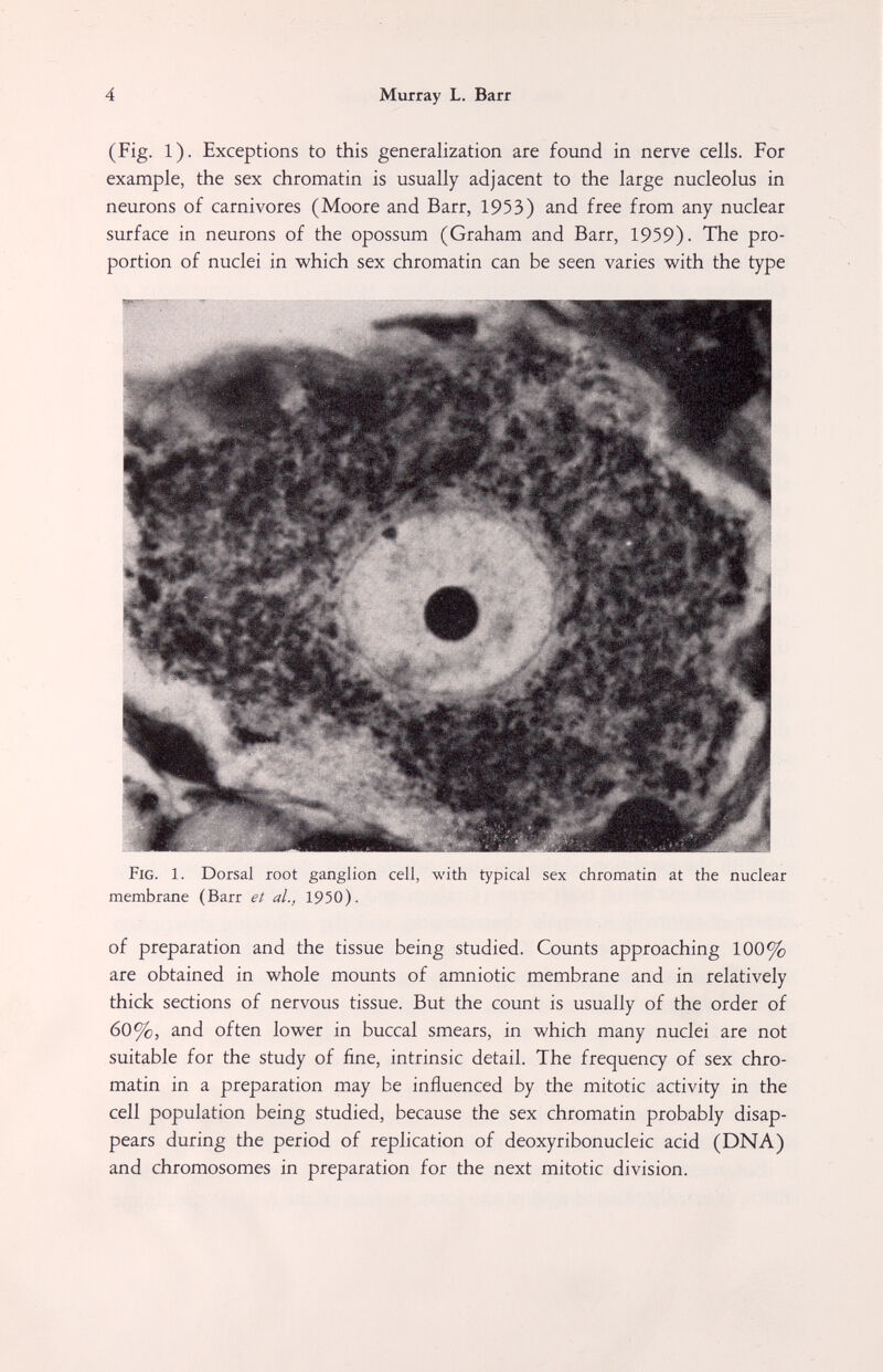 4 Murray L. Barr (Fig. 1). Exceptions to this generalization are found in nerve cells. For example, the sex chromatin is usually adjacent to the large nucleolus in neurons of carnivores (Moore and Barr, 1953) and free from any nuclear surface in neurons of the opossum (Graham and Barr, 1959). The pro¬ portion of nuclei in which sex chromatin can be seen varies with the type Fig. 1. Dorsal root ganglion cell, with typical sex chromatin at the nuclear membrane (Barr et al., 1950). of preparation and the tissue being studied. Counts approaching 100% are obtained in whole mounts of amniotic membrane and in relatively thick sections of nervous tissue. But the count is usually of the order of 60%, and often lower in buccal smears, in which many nuclei are not suitable for the study of fine, intrinsic detail. The frequency of sex chro¬ matin in a preparation may be influenced by the mitotic activity in the cell population being studied, because the sex chromatin probably disap¬ pears during the period of replication of deoxyribonucleic acid (DNA) and chromosomes in preparation for the next mitotic division.