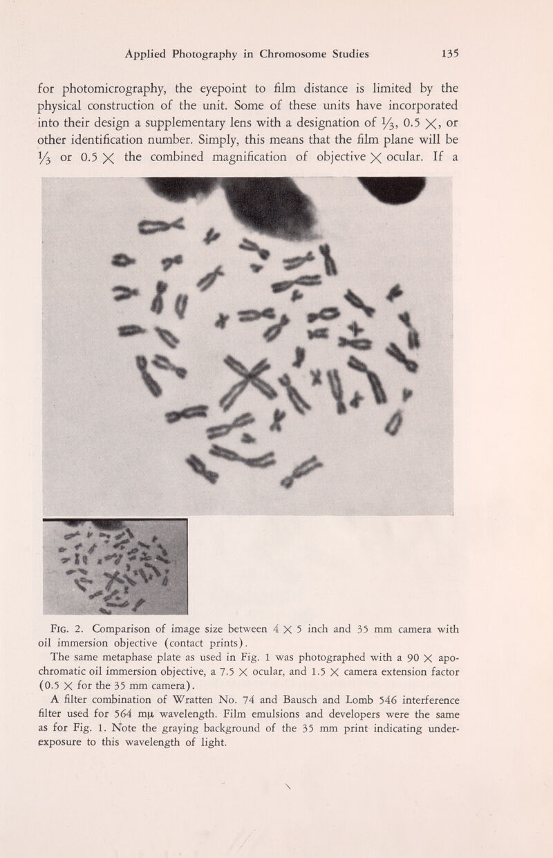 Applied Photography in Chromosome Studies 135 for photomicrography, the eyepoint to film distance is limited by the physical construction of the unit. Some of these units have incorporated into their design a supplementary lens with a designation of 0.5 Xj or other identification number. Simply, this means that the film plane will be Уз or 0.5 X the combined magnification of objective X ocular. If a ■ i ¥ »Ч» ■0^\ 4. ■Ш JÊÉf ' Fig. 2. Comparison of image size between 4X5 inch and 35 mm camera with oil immersion objective (contact prints). The same metaphase plate as used in Fig. 1 was photographed with a 90 X apo- chromatic oil immersion objective, a 7.5 X ocular, and 1.5 X camera extension factor (0.5 X for the 35 mm camera). A filter combination of Wratten No. 74 and Bausch and Lomb 546 interference filter used for 564 тц wavelength. Film emulsions and developers were the same as for Fig. 1. Note the graying background of the 35 mm print indicating under¬ exposure to this wavelength of light. \