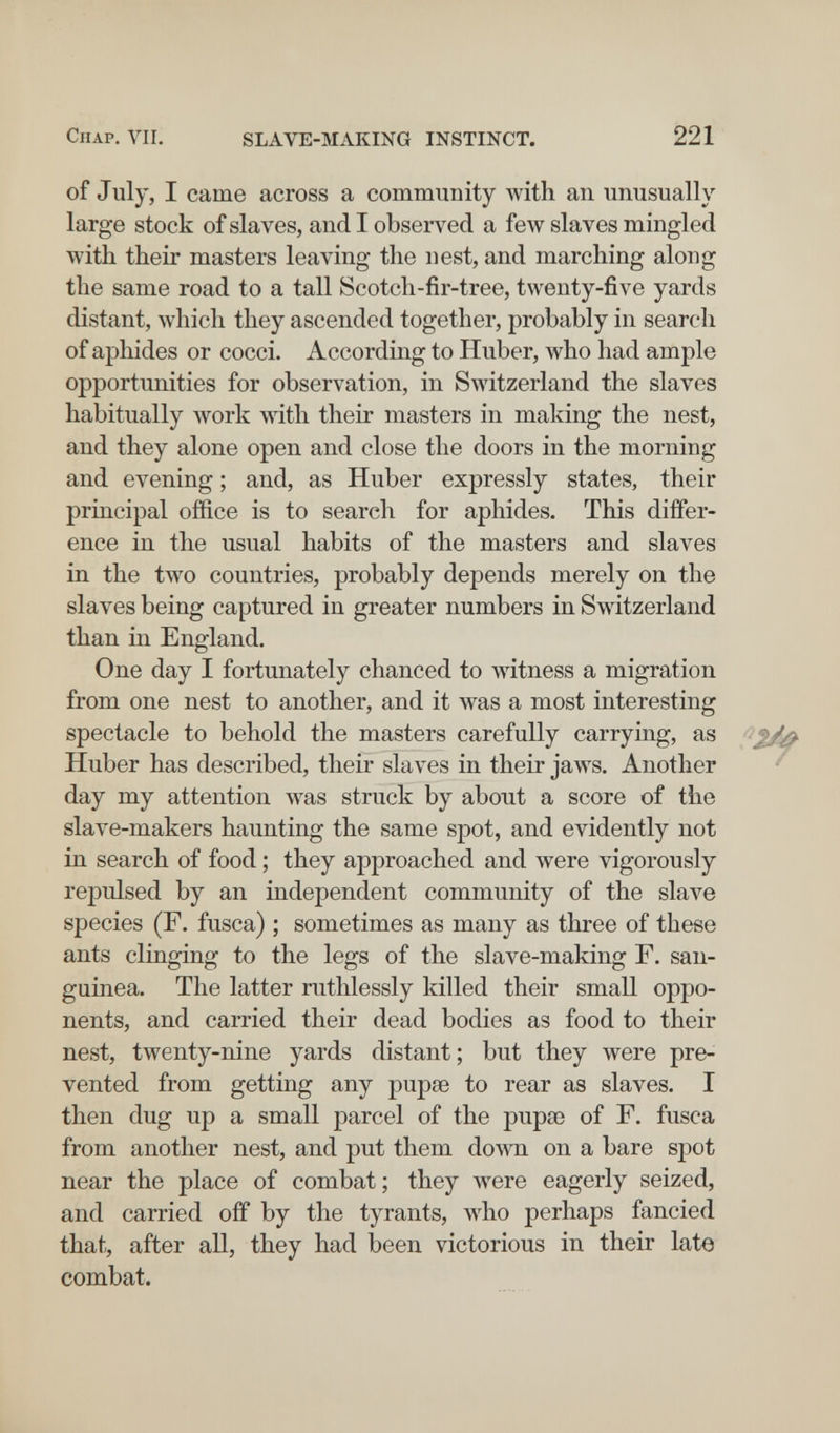 СПАР. VII. SLAVE-MAKING INSTINCT. 221 of July, I came across a community with an unusually large stock of slaves, and I observed a few slaves mingled with their masters leaving the nest, and marching along the same road to a tall Scotch-fir-tree, twenty-five yards distant, which they ascended together, probably in search of aphides or cocci. According to Huber, who had ample opportunities for observation, in Switzerland the slaves habitually Avork mth their masters in making the nest, and they alone open and close the doors in the morning and evening ; and, as Huber expressly states, their principal office is to search for aphides. This differ¬ ence in the usual habits of the masters and slaves in the two countries, probably depends merely on the slaves being captured in greater numbers in Switzerland than in England. One day I fortunately chanced to Avitness a migration from one nest to another, and it was a most interesting spectacle to behold the masters carefully carrying, as Huber has described, their slaves in their jaws. Another day my attention was struck by about a score of the slave-makers haunting the same spot, and evidently not in search of food ; they approached and were vigorously repulsed by an independent community of the slave species (F. fusca) ; sometimes as many as three of these ants clinging to the legs of the slave-making F. san¬ guinea. The latter ruthlessly killed their small oppo¬ nents, and carried their dead bodies as food to their nest, twenty-nine yards distant ; but they were pre¬ vented from getting any pupse to rear as slaves. I then dug up a small parcel of the рираз of F. fusca from another nest, and put them down on a bare spot near the place of combat; they Avere eagerly seized, and carried off by the tyrants, who perhaps fancied that, after all, they had been victorious in their late combat.