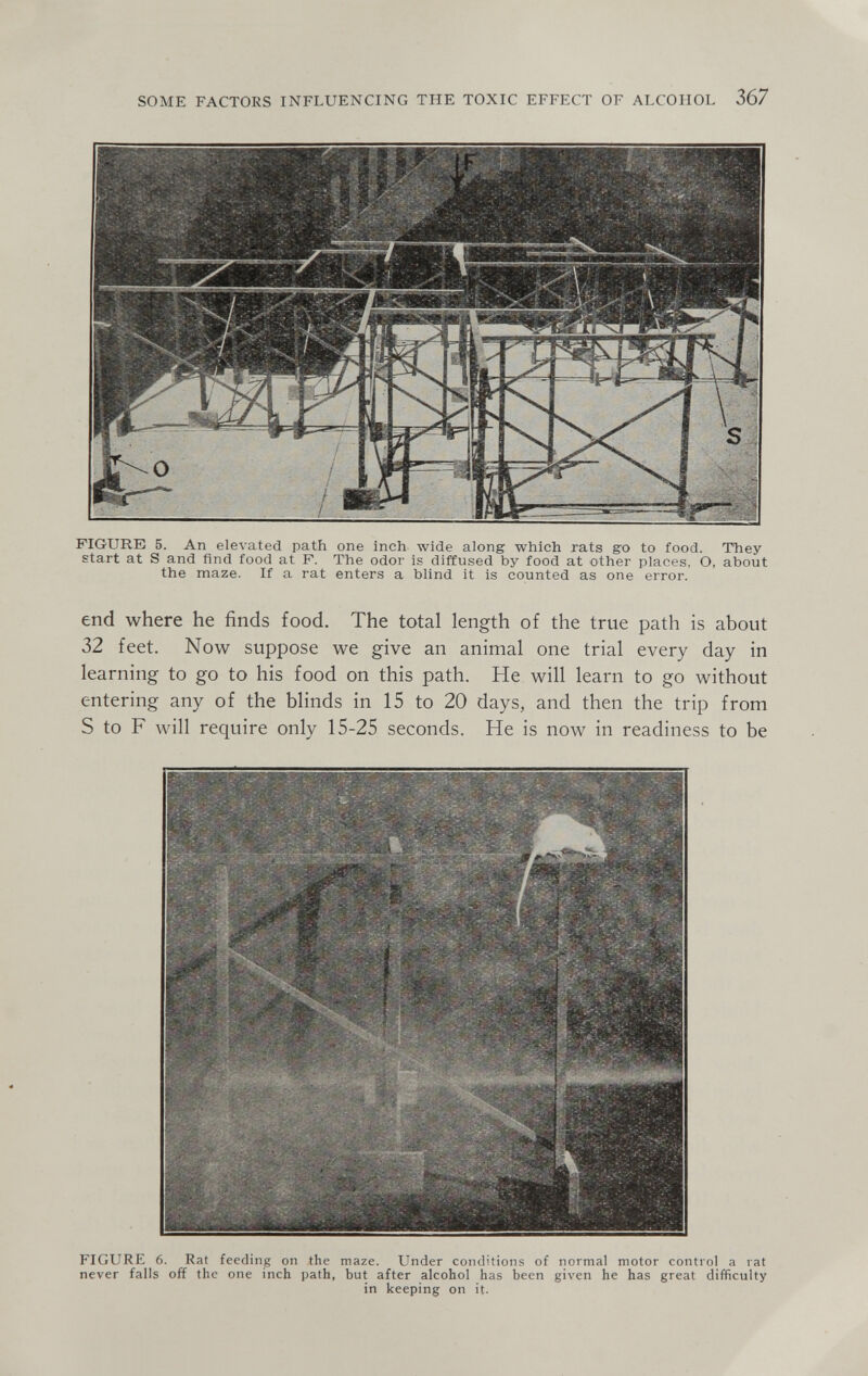 SOME FACTORS INFLUENCING THE TOXIC EFFECT OF ALCOHOL 367 FIGURE! 5. An elevated path one inch wide along which rats go to food. Tïiey start at S and find food at F. The odor is diffused by food at other places, O, about the maze. If a rat enters a blind it is counted as one error. end where he finds food. The total length of the true path is about 32 feet. Now suppose we give an animal one trial every day in learning to go to his food on this path. He will learn to go without entering any of the blinds in 15 to 20 days, and then the trip from S to F will require only 15-25 seconds. He is now in readiness to be FIGURE 6. Rat feeding on the maze. Under conditions of normal motor control a rat never falls off the one inch path, but after alcohol has been given he has great difficulty in keeping on it.