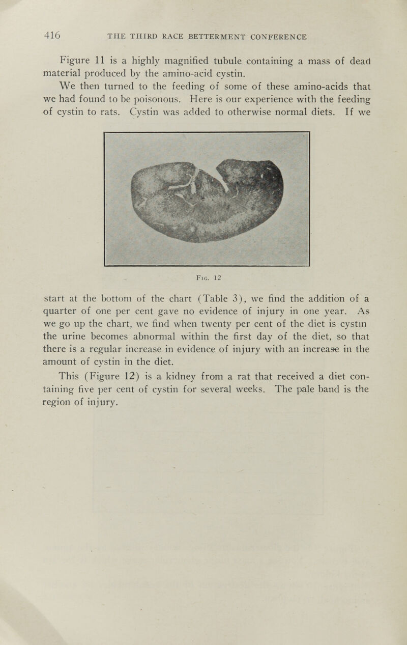 416 THE THIRD RACE BETTERMENT CONFERENCE Figure 11 is a highly magnified tubule containing a mass of dead material produced by the amino-acid cystin. We then turned to the feeding of some of these amino-acids that we had found to be poisonous. Here is our experience with the feeding of cystin to rats. Cystin was added to otherwise normal diets. If we Fig. 12 start at the bottom of the chart (Table 3), we find the addition of a quarter of one per cent gave no evidence of injury in one year. As we go up the chart, we find when twenty per cent of the diet is cystm the urine becomes abnormal within the first day of the diet, so that there is a regular increase in evidence of injury with an increase in the amount of cystin in the diet. This (Figure 12) is a kidney from a rat that received a diet con¬ taining five per cent of cystin for several weeks. The pale band is the region of injury.