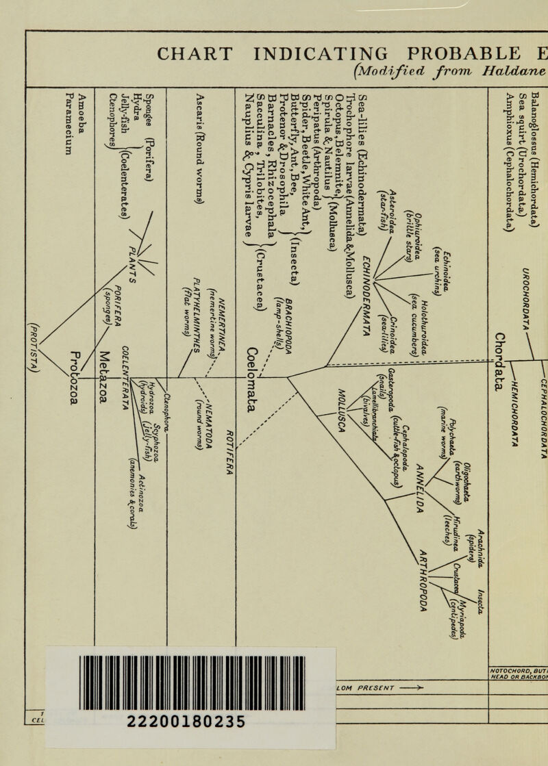 CHART INDICATING PROBABLE E (Modified from Haldane Í2¡®0J3bíC0t)criOrf P g S 3 Musi's.3.0 cl- г*- 1 - 2 ;г^ - 'f  HW 2 ¿ ÌD ö x-i »-• M. m О P 3 C'ö I' Ьзо' » 5 ® Oo^ ™ t33o r§-s w<j 5-S.^ 's о N о 2.СГ o^ ® г- о 3- ^ Ф ri 1 CEL 22200180235