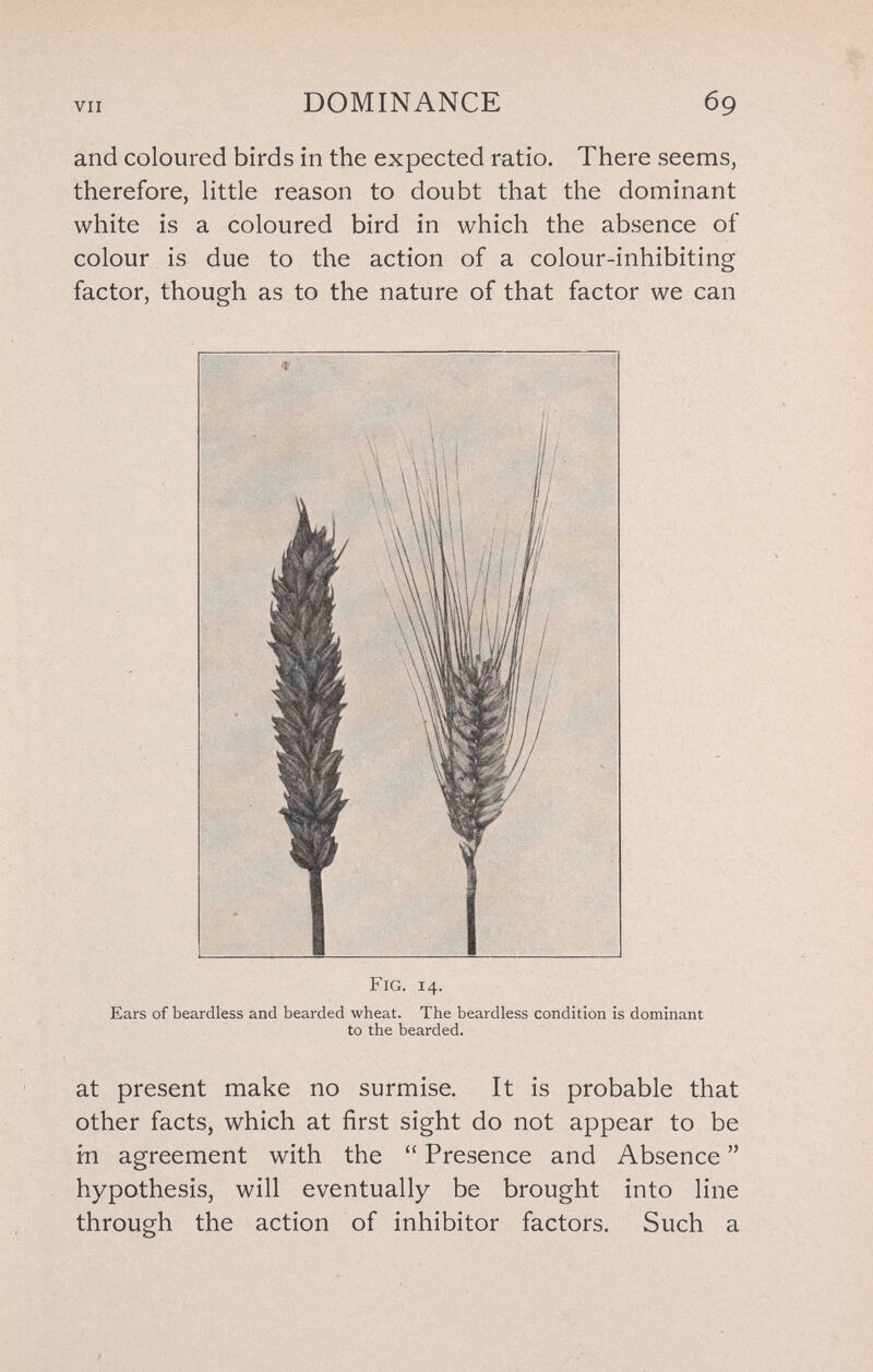 VII DOMINANCE 69 and coloured birds in the expected ratio. There seems, therefore, little reason to doubt that the dominant white is a coloured bird in which the absence of colour is due to the action of a colour-inhibiting factor, though as to the nature of that factor we can Fig. 14. Ears of beardless and bearded wheat. The beardless condition is dominant to the bearded. at present make no surmise. It is probable that other facts, which at first sight do not appear to be fn agreement with the  Presence and Absence  hypothesis, will eventually be brought into line through the action of inhibitor factors. Such a