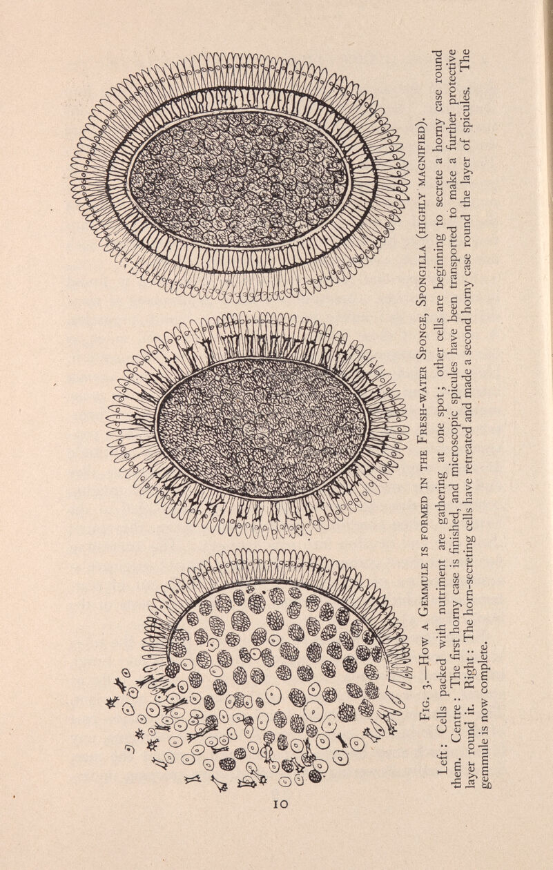 Fig. 3.— How a Gemmule is formed in the Fresh-water Sponge, Spongilla (highly magnified). Left : Cells packed with nutriment are gathering at one spot ; other cells are beginning to secrete a horny case round them. Centre : The first horny case is finished, and microscopic spicules have been transported to make a further protective layer round it. Right : The horn-secreting cells have retreated and made a second horny case round the layer of spicules. The gemmule is now complete.
