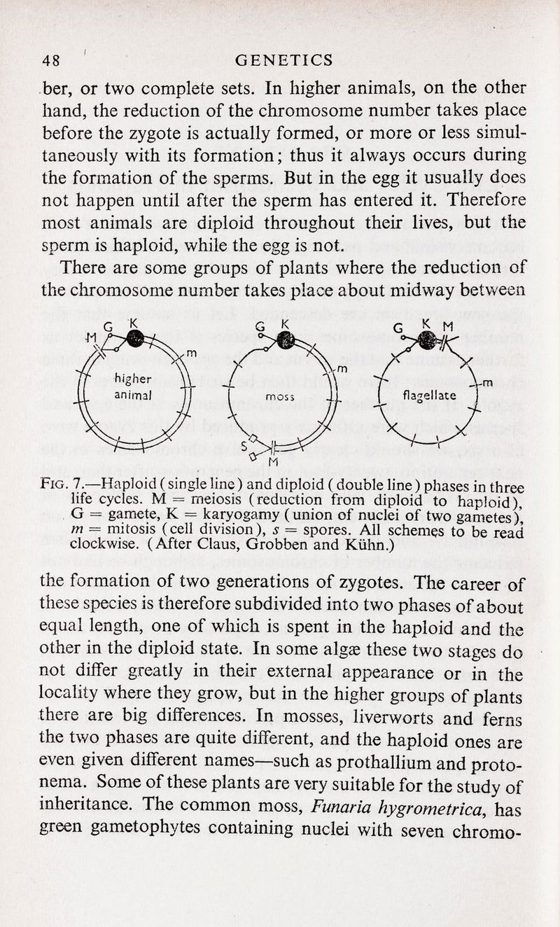 ber, or two complete sets. In higher animals, on the other hand, the reduction of the chromosome number takes place before the zygote is actually formed, or more or less simul taneously with its formation; thus it always occurs during the formation of the sperms. But in the egg it usually does not happen until after the sperm has entered it. Therefore most animals are diploid throughout their lives, but the sperm is haploid, while the egg is not. There are some groups of plants where the reduction of the chromosome number takes place about midway between G K T G JSL M ^èi K flabellate O Fig. 7. —Haploid ( single line ) and diploid ( double line ) phases in three life cycles. M = rneiosis (redaction from diploid to haploid), G = gamete, K = karyogamy (union of nuclei of two gametes/, m = mitosis (cell division), 5 = spores. All schemes to be read clockwise. (After Claus, Grobben and Kühn.) the formation of two generations of zygotes. The career of these species is therefore subdivided into two phases of about equal length, one of which is spent in the haploid and the other in the diploid state. In some algae these two stages do not differ greatly in their external appearance or in the locality where they grow, but in the higher groups of plants there are big differences. In mosses, liverworts and ferns the two phases are quite different, and the haploid ones are even given different names—such as prothallium and proto- nema. Some of these plants are very suitable for the study of inheritance. The common moss, Fuñaría hygrometrica , has green gametophytes containing nuclei with seven chromo-