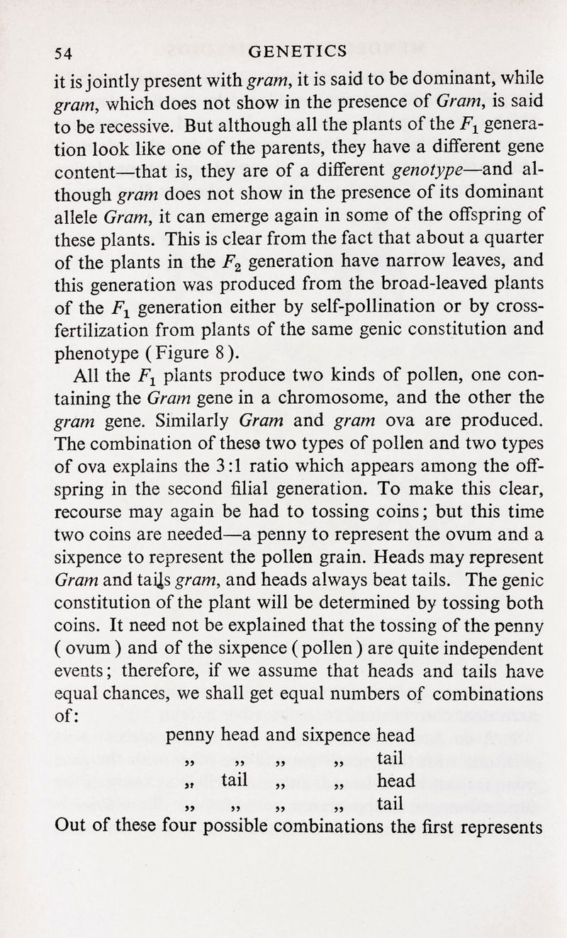 it is jointly present with gram, it is said to be dominant, while gram , which does not show in the presence of Gram , is said to be recessive. But although all the plants of the F x genera tion look like one of the parents, they have a different gene content—that is, they are of a different genotype —and al though gram does not show in the presence of its dominant allele Gram, it can emerge again in some of the offspring of these plants. This is clear from the fact that about a quarter of the plants in the F 2 generation have narrow leaves, and this generation was produced from the broad-leaved plants of the F x generation either by self-pollination or by cross- fertilization from plants of the same genie constitution and phenotype (Figure 8). All the F x plants produce two kinds of pollen, one con taining the Gram gene in a chromosome, and the other the gram gene. Similarly Gram and gram ova are produced. The combination of these two types of pollen and two types of ova explains the 3:1 ratio which appears among the off spring in the second filial generation. To make this clear, recourse may again be had to tossing coins ; but this time two coins are needed—a penny to represent the ovum and a sixpence to represent the pollen grain. Heads may represent Gram and taijs gram , and heads always beat tails. The genie constitution of the plant will be determined by tossing both coins. It need not be explained that the tossing of the penny ( ovum ) and of the sixpence ( pollen ) are quite independent events; therefore, if we assume that heads and tails have equal chances, we shall get equal numbers of combinations of: penny head and sixpence head 99 99 99 99 tail „ tail „ „ head 99 99 99 99 tail Out of these four possible combinations the first represents