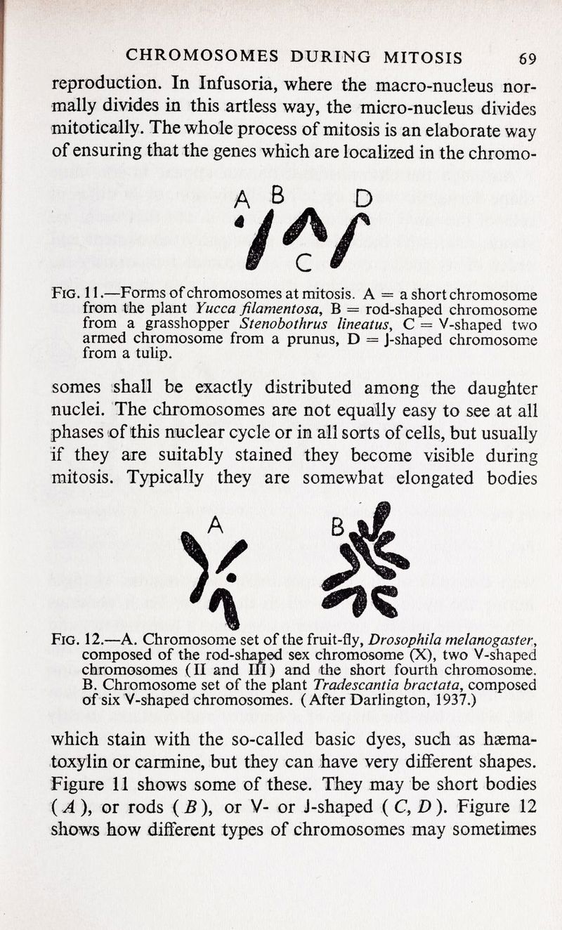 reproduction. In Infusoria, where the macro-nucleus nor mally divides in this artless way, the micro-nucleus divides mitotically. The whole process of mitosis is an elaborate way of ensuring that the genes which are localized in the chromo- A B D F ig . 11. —Forms of chromosomes at mitosis. A = a short chromosome from the plant Yucca filamentosa , B = rod-shaped chromosome from a grasshopper Stenobothrus lineatus , C = V-shaped two armed chromosome from a prunus, D = J-shaped chromosome from a tulip. somes shall be exactly distributed among the daughter nuclei. The chromosomes are not equally easy to see at all phases of this nuclear cycle or in all sorts of cells, but usually if they are suitably stained they become visible during mitosis. Typically they are somewhat elongated bodies ^ A V \ F ig . 12.— A. Chromosome set of the fruit-fly, Drosophila melanogaster, composed of the rod-shaped sex chromosome (X), two V-shaped chromosomes (II and in) and the short fourth chromosome. B. Chromosome set of the plant Tradescantia bract at a, composed of six V-shaped chromosomes. (After Darlington, 1937.) which stain with the so-called basic dyes, such as hema toxylin or carmine, but they can have very different shapes. Figure 11 shows some of these. They may be short bodies (A), or rods ( B ), or V- or J-shaped ( C, D). Figure 12 shows how different types of chromosomes may sometimes