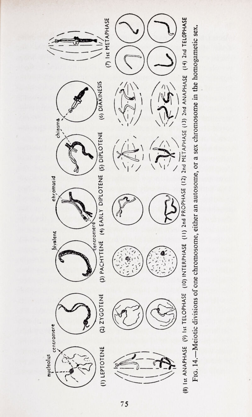 Ol nucleolus 1 centromere y (I) LEPTOTENE (2) ZYGOTENE bivalent chromatid chiasma ^ --^ntr orne rex!* _ (3) PACHYTENE (4) EARLY DIPLOTENE (S) DIPLOTENE (6) DIAKINESIS I// (7) Ist METAPHASE (8) 1st ANAPHASE (9) 1st TELOPHASE (10) INTERPHASE (I I) 2nd PROPHASE (12) 2nd METAPHASE (13) 2nd ANAPHASE (14) 2nd TELOPHASE Fig. 14. —Meiotic divisions of one chromosome, either an autosome, or a sex chromosome in the homogametic sex.