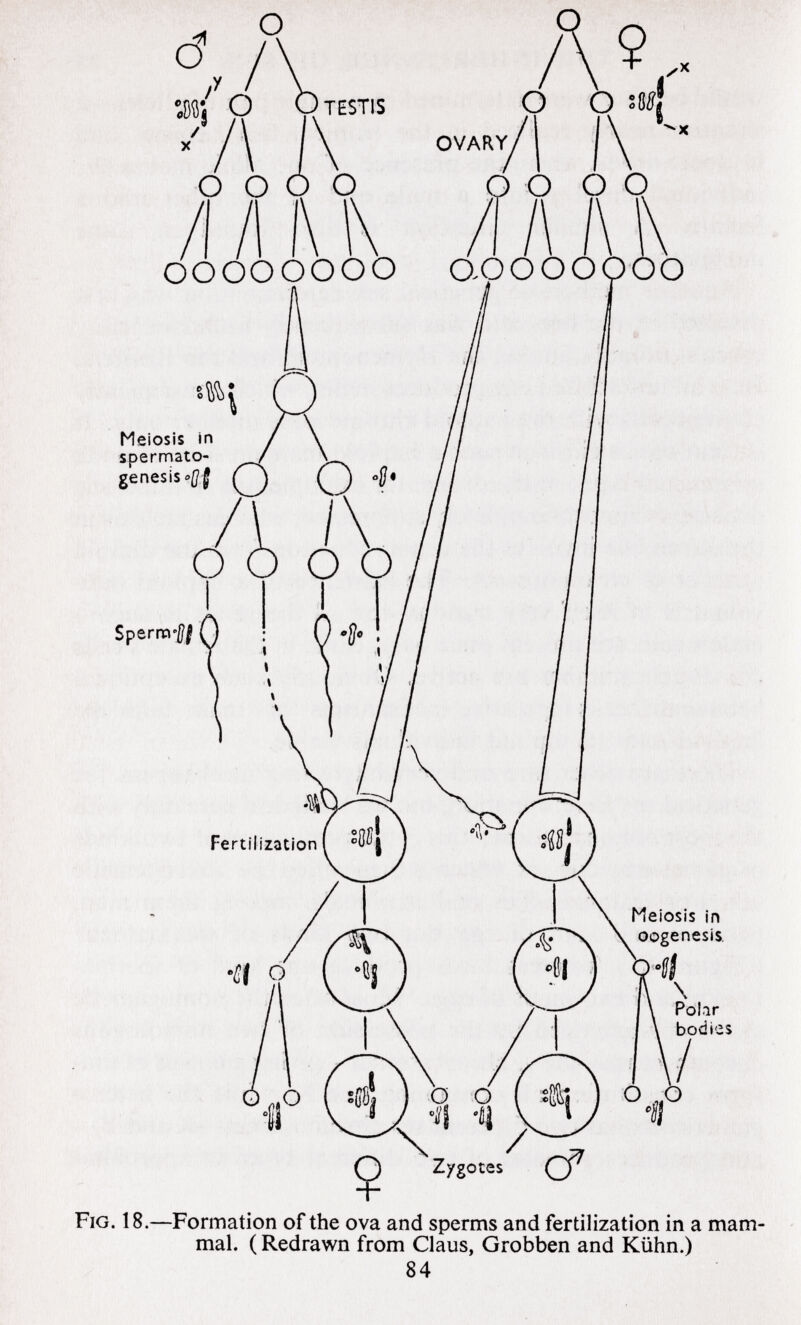 TESTIS OVARY Meiosis in spermato genesis '(¡f Fertilization Meiosis in oogenesis Fig. 18. —Formation of the ova and sperms and fertilization in a mam mal. ( Redrawn from Claus, Grobben and Kühn.)