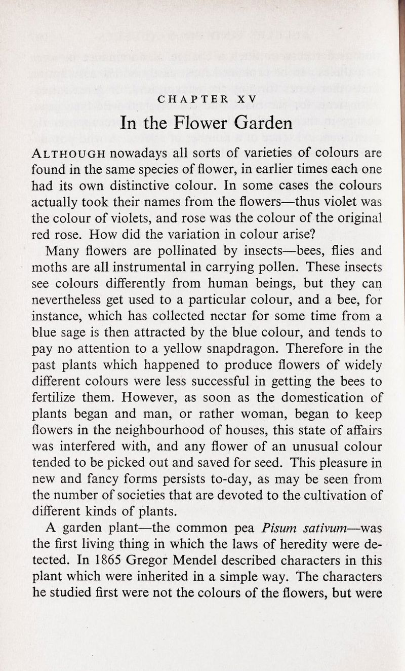 chapter xv In the Flower Garden Although nowadays all sorts of varieties of colours are found in the same species of flower, in earlier times each one had its own distinctive colour. In some cases the colours actually took their names from the flowers—thus violet was the colour of violets, and rose was the colour of the original red rose. How did the variation in colour arise? Many flowers are pollinated by insects—bees, flies and moths are all instrumental in carrying pollen. These insects see colours differently from human beings, but they can nevertheless get used to a particular colour, and a bee, for instance, which has collected nectar for some time from a blue sage is then attracted by the blue colour, and tends to pay no attention to a yellow snapdragon. Therefore in the past plants which happened to produce flowers of widely different colours were less successful in getting the bees to fertilize them. However, as soon as the domestication of plants began and man, or rather woman, began to keep flowers in the neighbourhood of houses, this state of affairs was interfered with, and any flower of an unusual colour tended to be picked out and saved for seed. This pleasure in new and fancy forms persists to-day, as may be seen from the number of societies that are devoted to the cultivation of different kinds of plants. A garden plant—the common pea Pisum sativum —was the first living thing in which the laws of heredity were de tected. In 1865 Gregor Mendel described characters in this plant which were inherited in a simple way. The characters he studied first were not the colours of the flowers, but were