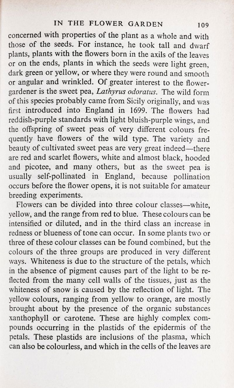 concerned with properties of the plant as a whole and with those of the seeds. For instance, he took tall and dwarf plants, plants with the flowers born in the axils of the leaves or on the ends, plants in which the seeds were light green, dark green or yellow, or where they were round and smooth or angular and wrinkled. Of greater interest to the flower- gardener is the sweet pea, Lathyrus odoratus. The wild form of this species probably came from Sicily originally, and v /as first introduced into England in 1699. The flowers had reddish-purple standards with light bluish-purple wings, and the offspring of sweet peas of very different colours fre quently have flowers of the wild type. The variety and beauty of cultivated sweet peas are very great indeed—there are red and scarlet flowers, white and almost black, hooded and picotee, and many others, but as the sweet pea is usually self-pollinated in England, because pollination occurs before the flower opens, it is not suitable for amateur breeding experiments. Flowers can be divided into three colour classes—white, yellow, and the range from red to blue. These colours can be intensified or diluted, and in the third class an increase in redness or blueness of tone can occur. In some plants two or three of these colour classes can be found combined, but the colours of the three groups are produced in very different ways. Whiteness is due to the structure of the petals, which in the absence of pigment causes part of the light to be re flected from the many cell walls of the tissues, just as the whiteness of snow is caused by the reflection of light. The yellow colours, ranging from yellow to orange, are mostly brought about by the presence of the organic substances xanthophyll or carotene. These are highly complex com pounds occurring in the plastids of the epidermis of the petals. These plastids are inclusions of the plasma, which can also be colourless, and which in the cells of the leaves are