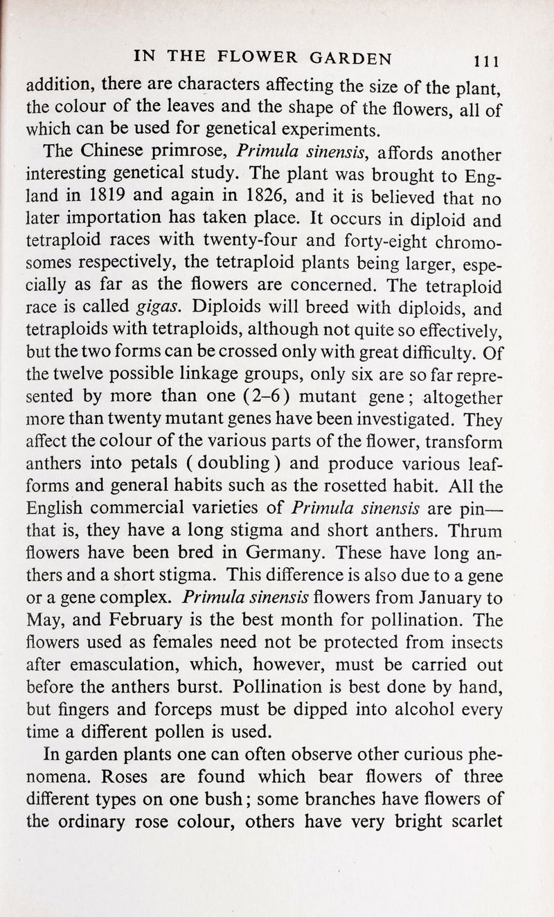 addition, there are characters affecting the size of the plant, the colour of the leaves and the shape of the flowers, all of which can be used for genetical experiments. The Chinese primrose, Primula sinensis , affords another interesting genetical study. The plant was brought to Eng land in 1819 and again in 1826, and it is believed that no later importation has taken place. It occurs in diploid and tetraploid races with twenty-four and forty-eight chromo somes respectively, the tetraploid plants being larger, espe cially as far as the flowers are concerned. The tetraploid race is called gigas. Diploids will breed with diploids, and tetraploids with tetraploids, although not quite so effectively, but the two forms can be crossed only with great difficulty. Of the twelve possible linkage groups, only six are so far repre sented by more than one ( 2-6 ) mutant gene ; altogether more than twenty mutant genes have been investigated. They affect the colour of the various parts of the flower, transform anthers into petals ( doubling ) and produce various leaf- forms and general habits such as the rosetted habit. All the English commercial varieties of Primula sinensis are pin— that is, they have a long stigma and short anthers. Thrum flowers have been bred in Germany. These have long an thers and a short stigma. This difference is also due to a gene or a gene complex. Primula sinensis flowers from January to May, and February is the best month for pollination. The flowers used as females need not be protected from insects after emasculation, which, however, must be carried out before the anthers burst. Pollination is best done by hand, but fingers and forceps must be dipped into alcohol every time a different pollen is used. In garden plants one can often observe other curious phe nomena. Roses are found which bear flowers of three different types on one bush ; some branches have flowers of the ordinary rose colour, others have very bright scarlet