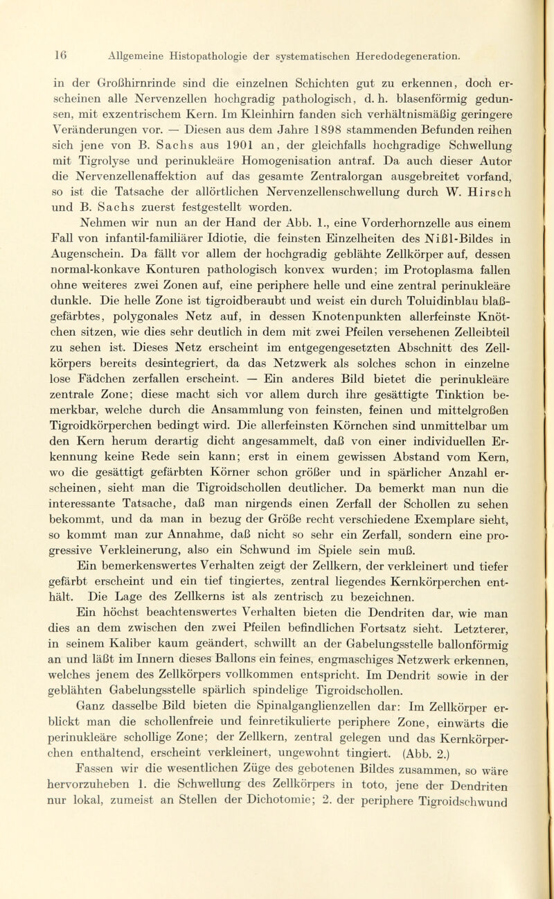 16 Allgemeine Histopathologie der systematischen Heredodegeneration. in der Großhirnrinde sind die einzelnen Schichten gut zu erkennen, doch er¬ scheinen alle Nervenzellen hochgradig pathologisch, d.h. blasenförmig gedun¬ sen, mit exzentrischem Kern. Im Kleinhirn fanden sich verhältnismäßig geringere Veränderungen vor. — Diesen aus dem Jahre 1898 stammenden Befunden reihen sich jene von B. Sachs aus 1901 an, der gleichfalls hochgradige Schwellung mit Tigrolyse und perinukleäre Homogenisation antraf. Da auch dieser Autor die Nervenzellenaffektion auf das gesamte Zentralorgan ausgebreitet vorfand, so ist die Tatsache der allörtlichen Nervenzellenschwellung durch W. Hirsch und B. Sachs zuerst festgestellt worden. Nehmen wir nun an der Hand der Abb. 1., eine Vorderhornzelle aus einem Fall von infantil-familiärer Idiotie, die feinsten Einzelheiten des Nißl-Bildes in Augenschein. Da fällt vor allem der hochgradig geblähte Zellkörper auf, dessen normal-konkave Konturen pathologisch konvex wurden; im Protoplasma fallen ohne weiteres zwei Zonen auf, eine periphere helle und eine zentral perinukleäre dunkle. Die helle Zone ist tigroidberaubt und weist ein durch Toluidinblau blaß¬ gefärbtes, polygonales Netz auf, in dessen Knotenpunkten allerfeinste Knöt¬ chen sitzen, wie dies sehr deutlich in dem mit zwei Pfeilen versehenen Zelleibteil zu sehen ist. Dieses Netz erscheint im entgegengesetzten Abschnitt des Zell¬ körpers bereits desintegriert, da das Netzwerk als solches schon in einzelne lose Fädchen zerfallen erscheint. — Ein anderes Bild bietet die perinukleäre zentrale Zone; diese macht sich vor allem durch ihre gesättigte Tinktion be¬ merkbar, welche durch die Ansammlung von feinsten, feinen und mittelgroßen Tigroidkörperchen bedingt wird. Die allerfeinsten Körnchen sind unmittelbar um den Kern herum derartig dicht angesammelt, daß von einer individuellen Er¬ kennung keine Rede sein kann; erst in einem gewissen Abstand vom Kern, wo die gesättigt gefärbten Körner schon größer und in spärlicher Anzahl er¬ scheinen, sieht man die Tigroidschollen deutlicher. Da bemerkt man nun die interessante Tatsache, daß man nirgends einen Zerfall der Schollen zu sehen bekommt, und da man in bezug der Größe recht verschiedene Exemplare sieht, so kommt man zur Annahme, daß nicht so sehr ein Zerfall, sondern eine pro¬ gressive Verkleinerung, also ein Schwund im Spiele sein muß. Ein bemerkenswertes Verhalten zeigt der Zellkern, der verkleinert und tiefer gefärbt erscheint und ein tief tingiertes, zentral liegendes Kernkörperchen ent¬ hält. Die Lage des Zellkerns ist als zentrisch zu bezeichnen. Ein höchst beachtenswertes Verhalten bieten die Dendriten dar, wie man dies an dem zwischen den zwei Pfeilen befindlichen Fortsatz sieht. Letzterer, in seinem Kaliber kaum geändert, schwillt an der Gabelungsstelle ballonförmig an und läßt im Innern dieses Ballons ein feines, engmaschiges Netzwerk erkennen, welches jenem des Zellkörpers vollkommen entspricht. Im Dendrit sowie in der geblähten Gabelungsstelle spärUch spindelige Tigroidschollen. Ganz dasselbe Bild bieten die Spinalganglienzellen dar: Im Zellkörper er¬ blickt man die schollenfreie und feinretikulierte periphere Zone, einwärts die perinukleäre schollige Zone; der Zellkern, zentral gelegen und das Kernkörper¬ chen enthaltend, erscheint verkleinert, ungewohnt tingiert. (Abb. 2.) Fassen wir die wesentlichen Züge des gebotenen Bildes zusammen, so wäre hervorzuheben 1. die Schwellung des Zellkörpers in toto, jene der Dendriten nur lokal, zumeist an Stellen der Dichotomie; 2. der periphere Tigroidschwund