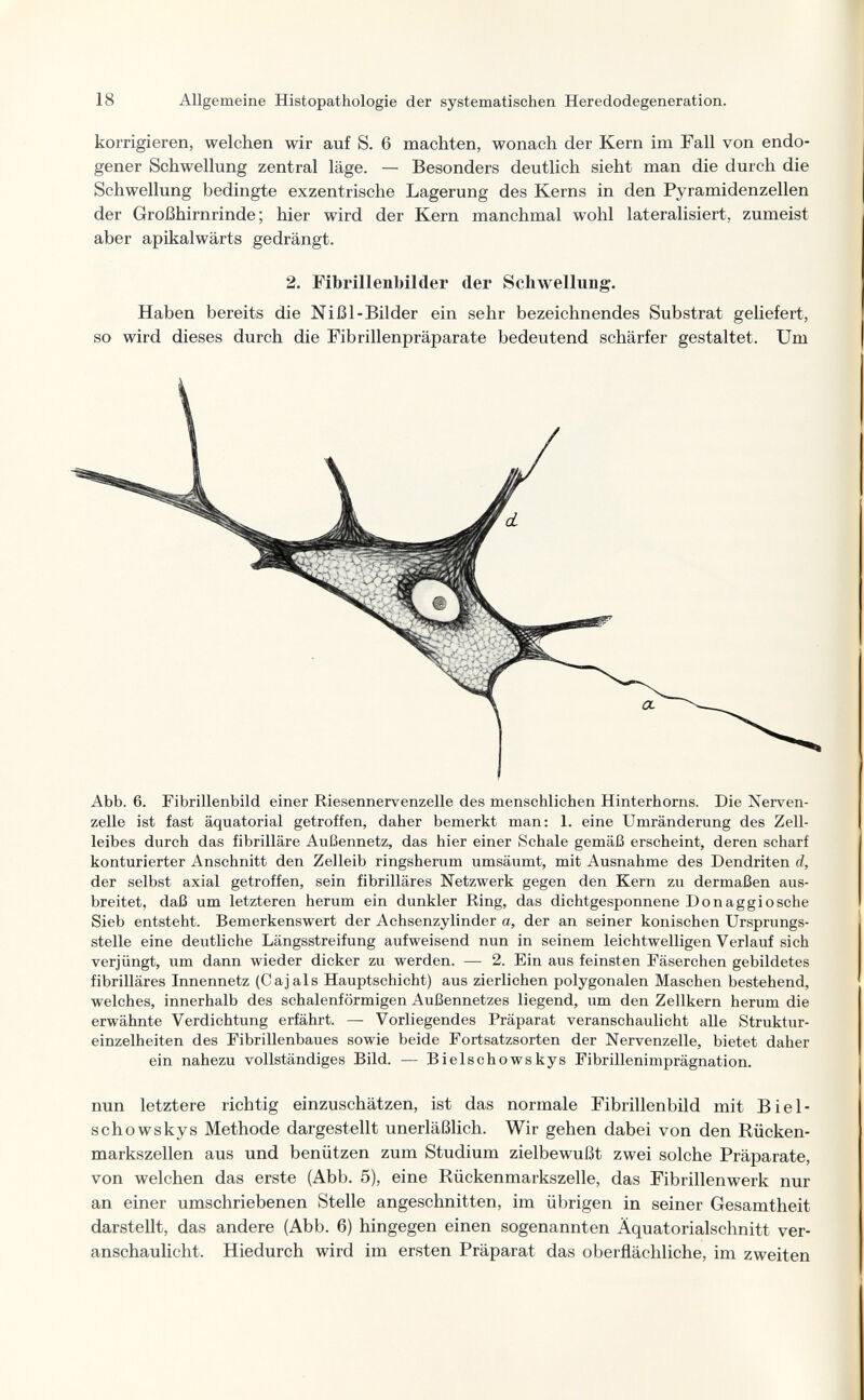 18 Allgemeine Histopathologie der systematischen Heredodegeneration. korrigieren, welchen wir auf S. 6 machten, wonach der Kern im Fall von endo¬ gener Schwellung zentral läge. — Besonders deutlich sieht man die durch die Schwellung bedingte exzentrische Lagerung des Kerns in den Pyramidenzellen der Großhirnrinde; hier wird der Kern manchmal wohl lateralisiert, zumeist aber apikalwärts gedrängt. 2. Fibrillenbilder der Schwellung. Haben bereits die Nißl-Bilder ein sehr bezeichnendes Substrat geliefert, so wird dieses durch die Fib rill enpräparate bedeutend schärfer gestaltet. Um Abb. 6. Fibrillenbild einer Riesennervenzelle des menschlichen Hinterhorns. Die Nerven¬ zelle ist fast äquatorial getroffen, daher bemerkt man: 1. eine Umränderung des Zell¬ leibes durch das fibrillare Außennetz, das hier einer Schale gemäß erscheint, deren scharf konturierter Anschnitt den Zelleib ringsherum umsäumt, mit Ausnahme des Dendriten d, der selbst axial getroffen, sein fibrilläres Netzwerk gegen den Kern zu dermaßen aus¬ breitet, daß um letzteren herum ein dunkler Ring, das dichtgesponnene Don aggi osche Sieb entsteht. Bemerkenswert der Achsenzylinder a, der an seiner konischen Ursprungs¬ stelle eine deutliche Längsstreifung aufweisend nun in seinem leichtwelligen Verlauf sich verjüngt, um dann wieder dicker zu werden. — 2. Ein aus feinsten Fäserchen gebildetes fibrilläres Innennetz (Cajals Hauptschicht) aus zierlichen polygonalen Maschen bestehend, welches, innerhalb des schalenförmigen Außennetzes liegend, um den Zellkern herum die erwähnte Verdichtung erfährt. — Vorliegendes Präparat veranschaulicht alle Struktur¬ einzelheiten des Fibrillenbaues sowie beide Fortsatzsorten der Nervenzelle, bietet daher ein nahezu vollständiges Bild. — Bielschowskys Fibrillenimprägnation. nun letztere richtig einzuschätzen, ist das normale Fibrillenbild mit Biel¬ schowskys Methode dargestellt unerläßUch. Wir gehen dabei von den Rücken¬ markszellen aus und benützen zum Studium zielbewußt zwei solche Präparate, von welchen das erste (Abb. 5), eine Rückenmarkszelle, das Fibrillenwerk nur an einer umschriebenen Stelle angeschnitten, im übrigen in seiner Gesamtheit darstellt, das andere (Abb. 6) hingegen einen sogenannten Äquatorialschnitt ver¬ anschaulicht. Hiedurch wird im ersten Präparat das oberflächliche, im zweiten