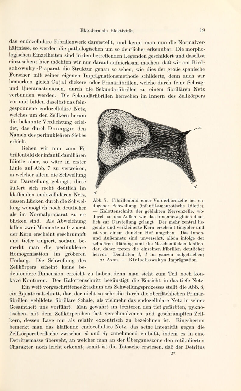 Ektodermale Elektivität. 19 das endozelluläre Fibrillenwerk dargestellt, und kennt man nun die Normalver- hältnisse, so werden die pathologischen um so deutlicher erkennbar. Die morpho¬ logischen Einzelheiten sind in den betreffenden Legenden geschildert und daselbst einzusehen; hier möchten wir nur darauf aufmerksam machen, daß wir am Biel- schowsky-Präparat die Struktur genau so sehen, wie dies der große spanische Forscher mit seiner eigenen Imprägnationsmethode schilderte, denn auch wir bemerken gleich Ca jal dickere oder Primärfibrillen, welche durch feine Schräg- und Queranastomosen, durch die Sekundärfibrillen zu einem fibrillären Netz verbunden werden. Die Sekundärfibrillen herrschen im Innern des Zellkörpers vor und bilden daselbst das fein¬ gesponnene endozelluläre Netz, welches um den Zellkern herum die bekannte Verdichtung erlei¬ det, das durch Donaggio den Namen des perinukleären Siebes erhielt. Gehen wir nun zum Fi- brillenbild der infantil-familiären Idiotie über, so wäre in erster Linie auf Abb. 7 zu verweisen, in welcher allein die Schwellung zur Darstellung gelangt; diese äußert sich recht deutlich im klaffenden endozellulären Netz, dessen Lücken durch die Schwel¬ lung womöglich noch deutlicher als im Normalpräparat zu er¬ blicken sind. Als Abweichung fallen zwei Momente auf: zuerst der Kern erscheint geschrumpft und tiefer tingiert, sodann be¬ merkt man die perinukleäre Homogenisation im größeren Umfang. Die Schwellung des Zellkörpers scheint keine be¬ deutendere Dimension erreicht zu haben, denn man sieht zum Teil noch kon¬ kave Konturen. Der Kalottenschnitt begünstigt die Einsicht in das tiefe Netz. Ein weit vorgeschrittenes Stadium des Schwellungsprozesses stellt die Abb. 8, ein Äquatorialschnitt, dar, der nicht so sehr die durch die oberflächlichen Primär¬ fibrillen gebildete fibrilläre Schale, als vielmehr das endozelluläre Netz in seiner Gesamtheit uns vorführt. Man gewahrt im letzteren den tief gefärbten, pykno- tischen, mit dem Zellkörperchen fast verschmolzenen und geschrumpften Zell¬ kern, dessen Lage nur als relativ exzentrisch zu bezeichnen ist. Ringsherum bemerkt man das klaffende endocelluläre Netz, das seine Integrität gegen die Zellkörperoberfläche zwischen d und di zunehmend einbüßt, indem es in eine Detritusmasse übergeht, an welcher man an der Ubergangszone den retikulierten Charakter noch leicht erkennt; somit ist die Tatsache erwiesen, daß der Detritus 2* d Abb. 7. Fibrillenbild einer Vorderhornzelle bei en¬ dogener Schwellung (infantil-amaurotische Idiotie). — Kalottensehnitt der geblähten Nervenzelle, wo¬ durch so das Außen- wie das Innennetz gleich deut¬ lich zur Darstellung gelangt. Der mehr zentral lie¬ gende und verkleinerte Kern erscheint tingibler und ist von einem dunklen Hof umgeben. Das Innen- und Außennetz sind unversehrt, allein infolge der zellulären Blähung sind die Maschenlücken klaffen¬ der, daher treten die einzelnen Fibrillen deutlicher hervor. Dendriten d, d im ganzen aufgetrieben; a: Axon. -— Bielschowskys Imprägnation.