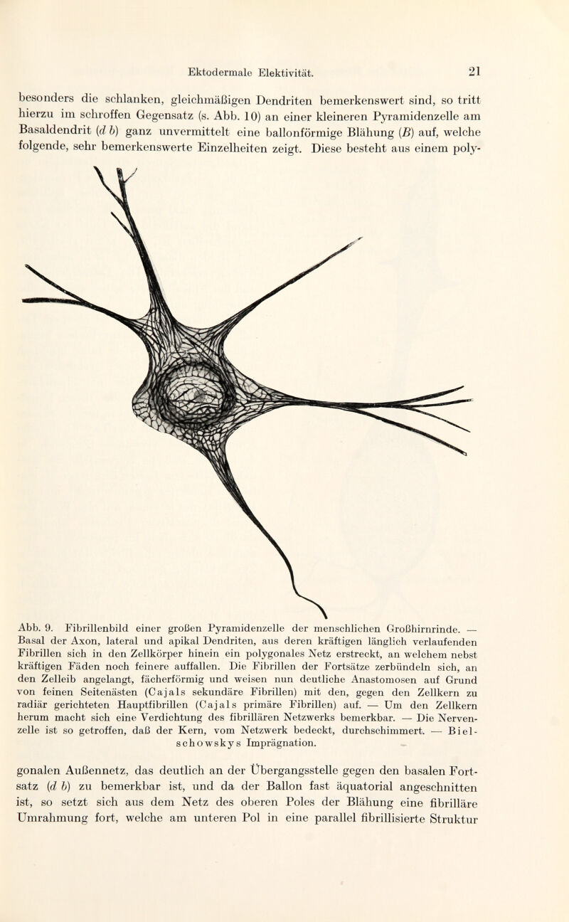 Ektodermale Elektivität. 21 besonders die schlanken, gleichmäßigen Dendriten bemerkenswert sind, so tritt hierzu im schroffen Gegensatz (s. Abb. 10) an einer kleineren Pyramidenzelle am Basaldendrit {d b) ganz unvermittelt eine ballonförmige Blähung {B) auf, welche folgende, sehr bemerkenswerte Einzelheiten zeigt. Diese besteht aus einem poly- Abb. 9. Fibrillenbild einer großen Pyramidenzelle der menschlichen Großhirnrinde. — Basal der Axon, lateral und apikal Dendriten, aus deren kräftigen länglich verlaufenden Fibrillen sich in den Zellkörper hinein ein polygonales Netz erstreckt, an welchem nebst kräftigen Fäden noch feinere auffallen. Die Fibrillen der Fortsätze zerbündeln sich, an den Zelleib angelangt, fächerförmig und weisen nun deutliche Anastomosen auf Grund von feinen Seitenästen (Cajals sekundäre Fibrillen) mit den, gegen den Zellkern zu radiär gerichteten Hauptfibrillen (Cajals primäre Fibrillen) auf. — Um den Zellkern herum macht sich eine Verdichtung des fibrillären Netzwerks bemerkbar. — Die Nerven¬ zelle ist so getroffen, daß der Kern, vom Netzwerk bedeckt, durchschimmert. — Biel- schowskys Imprägnation. gonalen Außennetz, das deutlich an der Übergangsstelle gegen den basalen Fort¬ satz {d b) zu bemerkbar ist, und da der Ballon fast äquatorial angeschnitten ist, so setzt sich aus dem Netz des oberen Poles der Blähung eine fibrilläre Umrahmung fort, welche am unteren Pol in eine parallel fibrillisierte Struktur