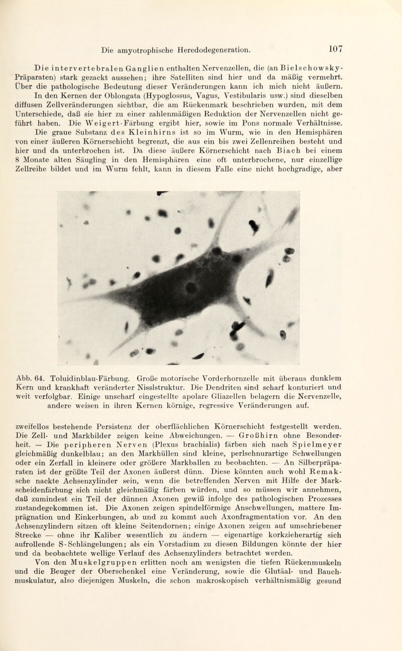 Die amyotrophische Heredodegeneration, 107 Die intervertebralen Ganglien enthalten Nervenzellen, die (an Bielschowsky- Präparaten) stark gezackt aussehen; ihre Satelliten sind hier und da mäßig vermehrt. Über die pathologische Bedeutung dieser Veränderungen kann ich mich nicht äußern. In den Kernen der Oblongata (Hypoglossus, Vagus, Vestibularis usw.) sind dieselben diffusen Zellveränderungen sichtbar, die am Rückenmark beschrieben wurden, mit dem Unterschiede, daß sie hier zu einer zahlenmäßigen Reduktion der Nervenzellen nicht ge¬ führt haben. Die Weigert-Färbung ergibt hier, sowie im Pons normale Verhältnisse, Die graue Substanz des Kleinhirns ist so im Wurm, wie in den Hemisphären von einer äußeren Körnerschicht begrenzt, die aus ein bis zwei Zellenreihen besteht und hier und da unterbrochen ist. Da diese äußere Körnerschicht nach В i ach bei einem 8 Monate alten Säugling in den Hemisphären eine oft unterbrochene, nur einzellige Zellreihe bildet und im Wurm fehlt, kann in diesem Falle eine nicht hochgradige, aber Abb. 64. Toluidinblau-Färbung. Große motorische Vorderhornzelle mit überaus dunklem Kern und krankhaft veränderter Nisslstruktur. Die Dendriten sind scharf konturiert und weit verfolgbar. Einige unscharf eingestellte apolare Gliazellen belagern die Nervenzelle, andere weisen in ihren Kernen körnige, regressive Veränderungen auf. zweifellos bestehende Persistenz der oberflächlichen Körnerschicht festgestellt werden. Die Zell- und Markbilder zeigen keine Abweichungen. — Großhirn ohne Besonder¬ heit. — Die peripheren Nerven (Plexus brachialis) färben sich nach Spielmeyer gleichmäßig dunkelblau; an den Markhüllen sind kleine, perlschnurartige Schwellungen oder ein Zerfall in kleinere oder größere Markballen zu beobachten. — An Silberpräpa¬ raten ist der größte Teil der Axonen äußerst dünn. Diese könnten auch wohl Remak- sche nackte Achsenzylinder sein, wenn die betreffenden Nerven mit Hilfe der Mark- scheidenfärbung sich nicht gleichmäßig färben würden, und so müssen wir annehmen, daß zumindest ein Teil der dünnen Axonen gewiß infolge des pathologischen Prozesses zustandegekommen ist. Die Axonen zeigen spindelförmige Anschwellungen, mattere Im¬ prägnation und Einkerbungen, ab und zu kommt auch Axonfragmentation vor. An den Achsenzylindern sitzen oft kleine Seitendornen; einige Axonen zeigen auf umschriebener Strecke — ohne ihr Kaliber wesentlich zu ändern — eigenartige korkzieherartig sich aufrollende S - Schlängelungen; als ein Vorstadium zu diesen Bildungen könnte der hier und da beobachtete wellige Verlauf des Achsenzylinders betrachtet werden. Von den Muskelgruppen erlitten noch am wenigsten die tiefen Rückenmuskeln und die Beuger der Oberschenkel eine Veränderung, sowie die Glutäal- und Bauch¬ muskulatur, also diejenigen Muskeln, die schon makroskopisch verhältnismäßig gesund