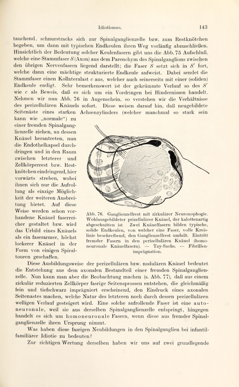 Idiotismus. 143 tauchend, schnurstracks sich zur Spinalganglienzelle bzw. zum Restknötchen begeben, um dann mit typischen Endkeulen ihren Weg vorläufig abzuschließen. Hinsichtlich der Bedeutung solcher Keulenfasern gibt uns die Abb. 75 Aufschluß, welche eine Stammfaser *5(Axon) aus demParenchym des Spinalganglions zwischen den übrigen Nervenfasern liegend darstellt; die Faser S setzt sich in S' fort, welche dann eine mächtige strukturierte Endkeule aufweist. Dabei sendet die Stammfaser einen Kollateralast с aus, welcher auch seinerseits mit einer (soliden) Endkeule endigt. Sehr bemerkenswert ist der gekrümmte Verlauf so des S' wie с als Beweis, daß es sich um ein Vordringen bei Hindernissen handelt. Nehmen wir nun Abb. 76 in Augenschein, so verstehen wir die Verhältnisse des perizellulären Knäuels sofort. Diese weisen darauf hin, daß neugebildete Seitenäste eines starken Achsenzylinders (welcher manchmal so stark sein kann wie „normale) zu einer fremden Spinalgang¬ lienzelle ziehen, an dessen Knäuel herantreten, nun die Endothelkapsel durch¬ dringen und in den Raum zwischen letzterer und Zellkörperrest bzw. Rest¬ knötchen eindringend, hier vorwärts streben, wobei ihnen sich nur die Aufrol¬ lung als einzige Möglich¬ keit der weiteren Ausbrei¬ tung bietet. Auf diese Weise werden schon vor¬ handene Knäuel faserrei¬ cher gestaltet bzw. wird das Urbild eines Knäuels als ein faserarmer, höchst lockerer Knäuel in der Form von einigen Spiral¬ touren geschaffen. Diese Ausbildungsweise der perizellulären bzw. nodulären Knäuel bedeutet die Entstehung aus dem axonalen Bestandteil einer fremden Spinalganglien¬ zelle. Nun kann man aber die Beobachtung machen (s. Abb. 77), daß aus einem zirkulär reduzierten Zellkörper fasrige Seitensprossen entstehen, die gleichmäßig fein und tiefschwarz imprägniert erscheinend, den Eindruck eines axonalen Seitenastes machen, welche Natur des letzteren noch durch dessen perizellulären welligen Verlauf gesteigert wird. Eine solche aufrollende Faser ist eine auto- neuronale, weil sie aus derselben Spinalganglienzelle entspringt, hingegen handelt es sich um homoneuronale Fasern, wenn diese aus fremder Spinal¬ ganglienzelle ihren Ursprung nimmt. Was haben diese fasrigen Neubildungen in den Spinalganglien bei infantil¬ familiärer Idiotie zu bedeuten? Zur richtigen Wertung derselben haben wir uns auf zwei grundlegende Abb. 76. Ganglienzellrest mit zirkulärer Neuronophogie. Wohlausgebildeter prizellulärer Knäuel, der kalottenartig abgeschnitten ist. Zwei Knäuelfasern bilden typische, solide Endkeulen, von welcher eine Faser, volle Kreis¬ linie beschreibend, den Ganglienzellrest umfaßt. Eintritt fremder Fasern in den perizellulären Knäuel (homo¬ neuronale Knäuelfasern). — Tay-Sachs. — Fibrillen¬ imprägnation. к