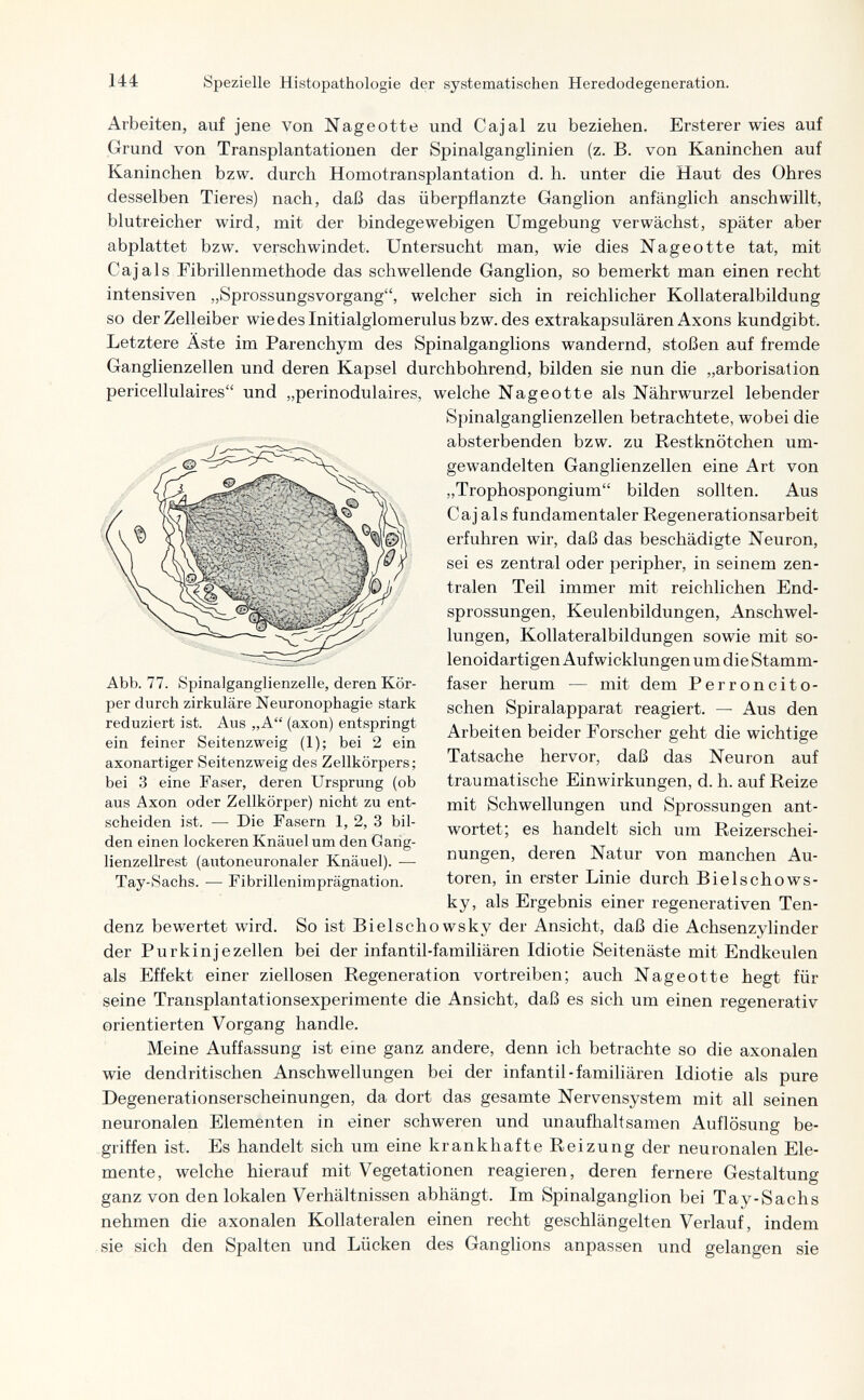 144 Spezielle Histopathologie der systematischen Heredodegeneration. Arbeiten, auf jene von Nageotte und Cajal zu beziehen. Ersterer wies auf Grund von Transplantationen der Spinalganglinien (z. B. von Kaninchen auf Kaninchen bzw. durch Homotransplantation d. h. unter die Haut des Ohres desselben Tieres) nach, daß das überpflanzte Ganglion anfänglich anschwillt, blutreicher wird, mit der bindegewebigen Umgebung verwächst, später aber abplattet bzw. verschwindet. Untersucht man, wie dies Nageotte tat, mit Cajals Fibrillenmethode das schwellende Ganglion, so bemerkt man einen recht intensiven „Sprossungsvorgang, welcher sich in reichlicher Kollateralbildung so der Zelleiber wiedeslnitialglomerulusbzw. des extrakapsulären Axons kundgibt. Letztere Äste im Parenchym des Spinalganglions wandernd, stoßen auf fremde Ganglienzellen und deren Kapsel durchbohrend, bilden sie nun die „arborisation pericellulaires und „perinodulaires, welche Nageotte als Nährwurzel lebender Spinalganglienzellen betrachtete, wobei die absterbenden bzw. zu Restknötchen um¬ gewandelten Ganglienzellen eine Art von „Trophospongium bilden sollten. Aus Caj als fundamentaler Regenerationsarbeit erfuhren wir, daß das beschädigte Neuron, sei es zentral oder peripher, in seinem zen¬ tralen Teil immer mit reichlichen End- sprossungen, Keulenbildungen, Anschwel¬ lungen, Kollateralbildungen sowie mit so- lenoidartigen Aufwicklungen um die Stamm¬ faser herum — mit dem Perroncito- schen Spiralapparat reagiert. — Aus den Arbeiten beider Forscher geht die wichtige Tatsache hervor, daß das Neuron auf traumatische Einwirkungen, d. h. auf Reize mit Schwellungen und Sprossungen ant¬ wortet; es handelt sich um Reizerschei¬ nungen, deren Natur von manchen Au¬ toren, in erster Linie durch Bielschows- ky, als Ergebnis einer regenerativen Ten¬ denz bewertet wird. So ist Bielschowsky der Ansicht, daß die Achsenzylinder der Purkinjezellen bei der infantil-familiären Idiotie Seitenäste mit Endkeulen als Effekt einer ziellosen Regeneration vortreiben; auch Nageotte hegt für seine Transplantationsexperimente die Ansicht, daß es sich um einen regenerativ orientierten Vorgang handle. Meine Auffassung ist eine ganz andere, denn ich betrachte so die axonalen wie dendritischen Anschwellungen bei der infantil-familiären Idiotie als pure Degenerationserscheinungen, da dort das gesamte Nervensystem mit all seinen neuronalen Elementen in einer schweren und unaufhaltsamen Auflösung be¬ griffen ist. Es handelt sich um eine krankhafte Reizung der neuronalen Ele¬ mente, welche hierauf mit Vegetationen reagieren, deren fernere Gestaltung ganz von den lokalen Verhältnissen abhängt. Im Spinalganglion bei Tay-Sachs nehmen die axonalen Kollateralen einen recht geschlängelten Verlauf, indem sie sich den Spalten und Lücken des Ganglions anpassen und gelangen sie Abb. 77. Spinalganglienzelle, deren Kör¬ per durch zirkuläre Neuronophagie stark reduziert ist. Aus „A (axon) entspringt ein feiner Seitenzweig (1); bei 2 ein axonartiger Seitenzweig des Zellkörpers; bei 3 eine Faser, deren Ursprung (ob aus Axon oder Zellkörper) nicht zu ent¬ scheiden ist. — Die Fasern 1, 2, 3 bil¬ den einen lockeren Knäuel um den Garig- lienzellrest (autoneuronaler Knäuel). •— Tay-Sachs. — Fibrillenimprägnation.