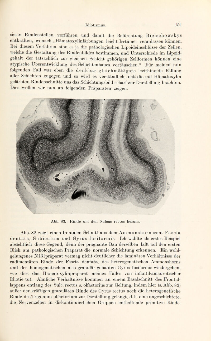 Idiotismus. 151 sierte Rindenstellen vorführen und damit die Befürchtung Bielschowskys entkräften, wonach „Hämatoxylinfärbungen leicht Irrtümer veranlassen können. Bei diesem Verfahren sind es ja die pathologischen Lipoideinschlüsse der Zellen, welche die Gestaltung des Rindenbildes bestimmen, und Unterschiede im Lipoid- gehalt der tatsächlich zur gleichen Schicht gehörigen Zellformen können eine atypische Überentwicklung des Schichtenbaues vortäuschen. Für meinen nun folgenden Fall war eben die denkbar gleichmäßigste lezithinoide Fällung aller Schichten zugegen und so wird es verständlich, daß die mit Hämatoxylin gefärbten Rindenschnitte uns das Schichtungsbild scharf zur Darstellung brachten. Dies wollen wir nun an folgenden Präparaten zeigen. Abb. 83. Rinde um den Sulcus rectus herum. Abb. 82 zeigt einen frontalen Schnitt aus dem Ammonshorn samt Fascia dentata, Subiculum und Gyrus fusiformis. Ich wählte als erstes Beispiel absichtlich diese Gegend, denn der prägnante Bau derselben läßt auf den ersten Blick am pathologischen Präparat die normale Schichtung erkennen. Ein wohl¬ gelungenes Nißlpräparat vermag nicht deutlicher die laminären Verhältnisse der rudimentären Rinde der Fascia dentata, des heterogenetischen Ammonshorns und des homogenetischen also granulär gebauten Gyrus fusiformis wiedergeben, wie dies das Hämatoxylinpräparat meines Falles von infantil-amaurotischer Idiotie tut. Ähnliche Verhältnisse kommen an einem Basalschnitt des Frontal¬ lappens entlang des Sulc. rectus s. olfactorius zur Geltung, indem hier (s. Abb. 83) außer der kräftigen granulären Rinde des Gyrus rectus noch die heterogenetische Rinde des Trigonum olfactorium zur Darstellung gelangt, d. h. eine ungeschichtete, die Nervenzellen in diskontinuierlichen Gruppen enthaltende primitive Rinde.