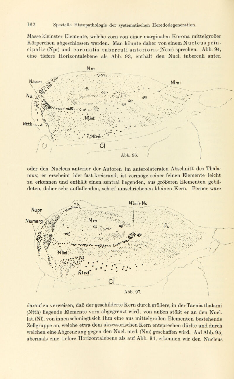 162 Spezielle Histopathologic der systematischen Heredodegeneration. Masse kleinster Elemente, welche vorn von einer marginalen Korona mittelgroßer Körperchen abgeschlossen werden. Man könnte daher von einem Nucleus prin¬ cipalis (Npr) und coronalis tuberculi anterioris (Ncor) sprechen. Abb. 94, eine tiefere Horizontalebene als Abb. 93, enthält den Nucl. tuberculi anter. , V ■. ,'Nlint • • « . T'.*» .fr .Ä. 0 ^ Abb. 96. oder den Nucleus anterior der Autoren im anterolateralen Abschnitt des Thala¬ mus; er erscheint hier fast kreisrund, ist vermöge seiner feinen Elemente leicht zu erkennen und enthält einen zentral liegenden, aus größeren Elementen gebil¬ deten, daher sehr auffallenden, scharf umschriebenen kleinen Kern. Ferner wäre  Nlmi+Nc Napp ;-i  \ л;,• ;■ I-: - v ■ t I '. ' ' N *. V. . .•= • >' - Ч v.. .. • •. • : N ' ■ -í V' ■ Ñlext' • < ^ -. - - - ' yi Abb. 97. darauf zu verweisen, daß der geschilderte Kern durch größere, in der Taenia thalami (Ntth) liegende Elemente vorn abgegrenzt wird; von außen stößt er an den Nucl. lat. (N1), von innen schmiegt sich ihm eine aus mittelgroßen Elementen bestehende Zellgruppe an, welche etwa dem akzessorischen Kern entsprechen dürfte und durch welchen eine Abgrenzung gegen den Nucl. med. (Nm) geschaffen wird. Auf Abb. 95, abermals eine tiefere Horizontalebene als auf Abb. 94, erkennen wir den Nucleus
