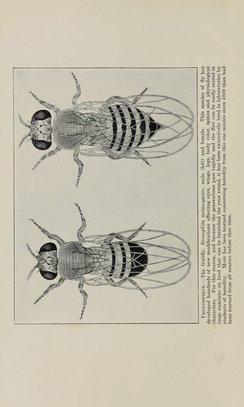 Frontispiece .—The fruitfly, Drosophila melanogaster, male (left) and female. This species of fly has developed hundreds of new modifications affecting eyes, wings, legs, body color, spines and physiological characters. For this reason, and because the generations pass rapidly and the flies can be easily reared in large numbers on food that can be furnished the year round, it has been extensively bred in laboratories by students of heredity. More has been learned concerning heredity from this one species since 1910 than had been learned from all sources before that time.