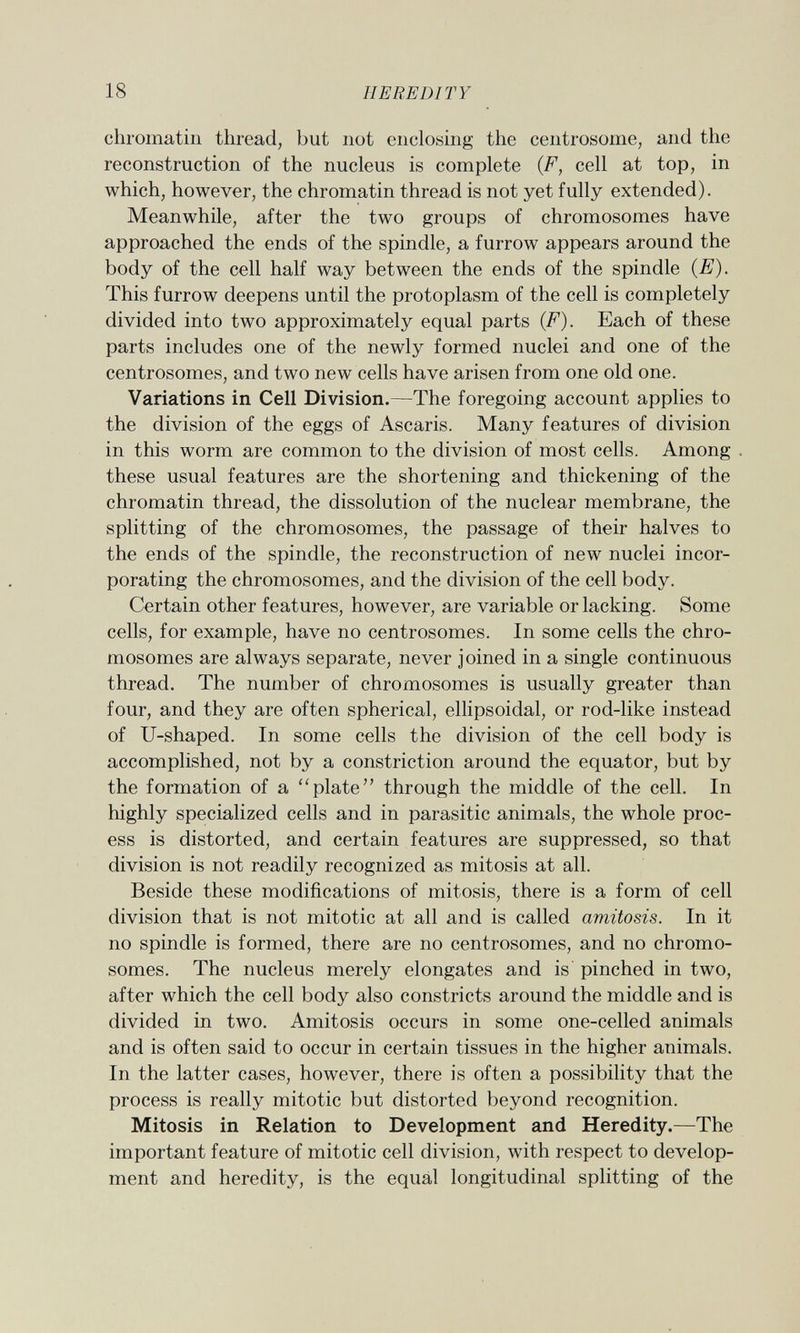 chromatin thread, but not enclosing the centrosome, and the reconstruction of the nucleus is complete (F, cell at top, in which, however, the chromatin thread is not yet fully extended). Meanwhile, after the two groups of chromosomes have approached the ends of the spindle, a furrow appears around the body of the cell half way between the ends of the spindle (E). This furrow deepens until the protoplasm of the cell is completely divided into two approximately equal parts (F). Each of these parts includes one of the newly formed nuclei and one of the centrosomes, and two new cells have arisen from one old one. Variations in Cell Division. —The foregoing account applies to the division of the eggs of Ascaris. Many features of division in this worm are common to the division of most cells. Among these usual features are the shortening and thickening of the chromatin thread, the dissolution of the nuclear membrane, the splitting of the chromosomes, the passage of their halves to the ends of the spindle, the reconstruction of new nuclei incor porating the chromosomes, and the division of the cell body. Certain other features, however, are variable or lacking. Some cells, for example, have no centrosomes. In some cells the chro mosomes are always separate, never joined in a single continuous thread. The number of chromosomes is usually greater than four, and they are often spherical, ellipsoidal, or rod-like instead of U-shaped. In some cells the division of the cell body is accomplished, not by a constriction around the equator, but by the formation of a plate through the middle of the cell. In highly specialized cells and in parasitic animals, the whole proc ess is distorted, and certain features are suppressed, so that division is not readily recognized as mitosis at all. Beside these modifications of mitosis, there is a form of cell division that is not mitotic at all and is called amitosis. In it no spindle is formed, there are no centrosomes, and no chromo somes. The nucleus merely elongates and is pinched in two, after which the cell body also constricts around the middle and is divided in two. Amitosis occurs in some one-celled animals and is often said to occur in certain tissues in the higher animals. In the latter cases, however, there is often a possibility that the process is really mitotic but distorted beyond recognition. Mitosis in Relation to Development and Heredity. —The important feature of mitotic cell division, with respect to develop ment and heredity, is the equal longitudinal splitting of the