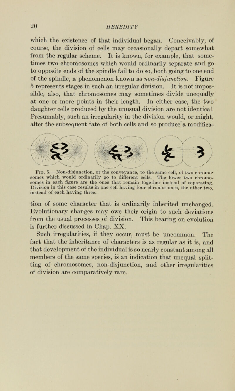 which the existence of that individual began. Conceivably, of course, the division of cells may occasionally depart somewhat from the regular scheme. It is known, for example, that some times two chromosomes which would ordinarily separate and go to opposite ends of the spindle fail to do so, both going to one end of the spindle, a phenomenon known as non-disjunction. Figure 5 represents stages in such an irregular division. It is not impos sible, also, that chromosomes may sometimes divide unequally at one or more points in their length. In either case, the two daughter cells produced by the unusual division are not identical. Presumably, such an irregularity in the division would, or might, alter the subsequent fate of both cells and so produce a modifica- i <> ¿ > ( L> ■ Í i y ^ \«vj v / Fig . 5.—Non-disjunction, or the conveyance, to the same cell, of two chromo somes which would ordinarily go to different cells. The lower two chromo somes in each figure are the ones that remain together instead of separating. Division in this case results in one cell having four chromosomes, the other two, instead of each having three. tion of some character that is ordinarily inherited unchanged. Evolutionary changes may owe their origin to such deviations from the usual processes of division. This bearing on evolution is further discussed in Chap. XX. Such irregularities, if they occur, must be uncommon. The fact that the inheritance of characters is as regular as it is, and that development of the individual is so nearly constant among all members of the same species, is an indication that unequal split ting of chromosomes, non-disjunction, and other irregularities of division are comparatively rare.