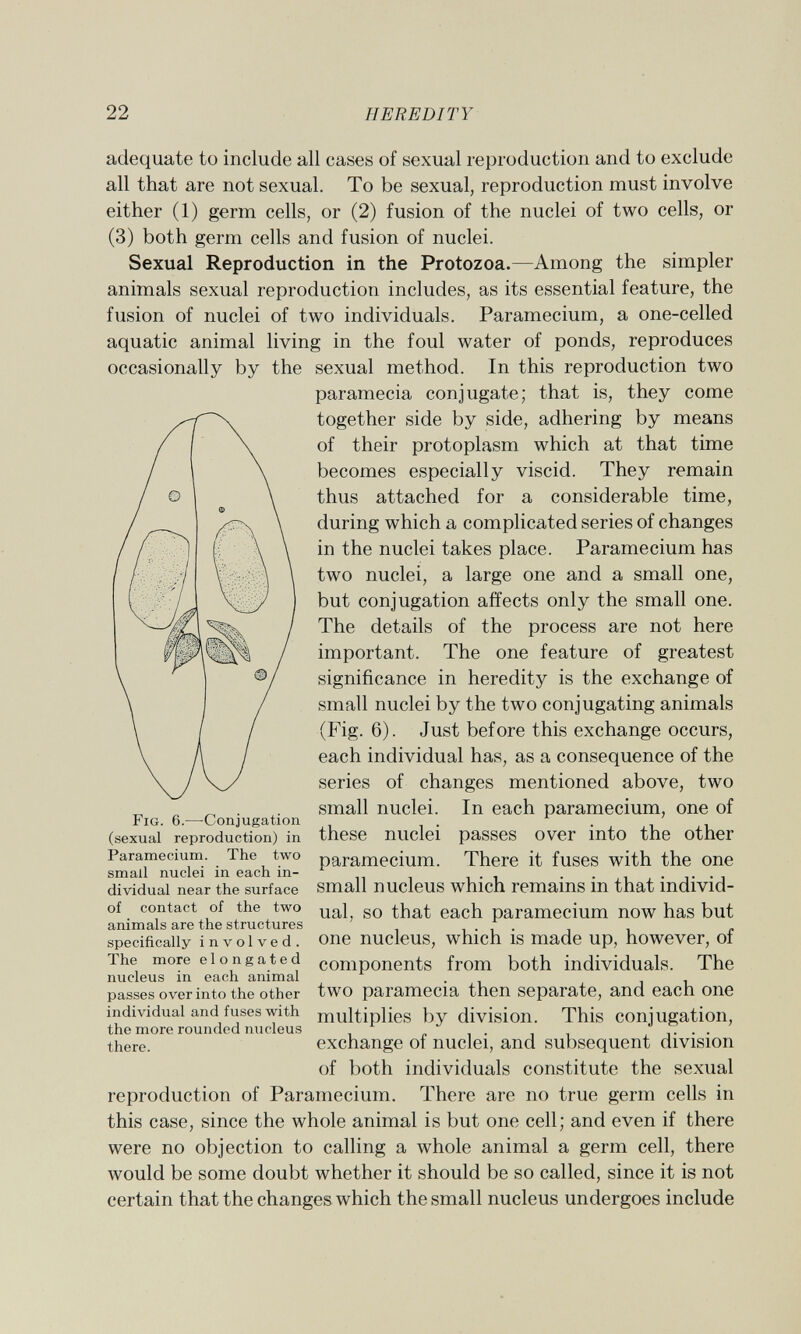 adequate to include all cases of sexual reproduction and to exclude all that are not sexual. To be sexual, reproduction must involve either (1) germ cells, or (2) fusion of the nuclei of two cells, or (3) both germ cells and fusion of nuclei. Sexual Reproduction in the Protozoa. —Among the simpler animals sexual reproduction includes, as its essential feature, the fusion of nuclei of two individuals. Paramecium, a one-celled aquatic animal living in the foul water of ponds, reproduces occasionally by the sexual method. In this reproduction two paramecia conjugate; that is, they come together side by side, adhering by means of their protoplasm which at that time becomes especially viscid. They remain thus attached for a considerable time, during which a complicated series of changes in the nuclei takes place. Paramecium has two nuclei, a large one and a small one, but conjugation affects only the small one. The details of the process are not here important. The one feature of greatest significance in heredity is the exchange of small nuclei by the two conjugating animals (Fig. 6). Just before this exchange occurs, each individual has, as a consequence of the series of changes mentioned above, two small nuclei. In each Paramecium, one of these nuclei passes over into the other Paramecium. There it fuses with the one small nucleus which remains in that individ ual. so that each Paramecium now has but one nucleus, which is made up, however, of components from both individuals. The two paramecia then separate, and each one multiplies by division. This conjugation, exchange of nuclei, and subsequent division of both individuals constitute the sexual reproduction of Paramecium. There are no true germ cells in this case, since the whole animal is but one cell; and even if there were no objection to calling a whole animal a germ cell, there would be some doubt whether it should be so called, since it is not certain that the changes which the small nucleus undergoes include Fig. 6. —Conjugation (sexual reproduction) in Paramecium. The two small nuclei in each in dividual near the surface of contact of the two animals are the structures specifically involved. The more elongated nucleus in each animal passes over into the other individual and fuses with the more rounded nucleus there.