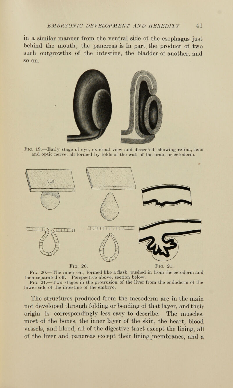 in a similar manner from the ventral side of the esophagus just behind the mouth; the pancreas is in part the product of two such outgrowths of the intestine, the bladder of another, and so on. F ig . 19.—Early stage of eye, external view and dissected, showing retina, lens and optic nerve, all formed by folds of the wall of the brain or ectoderm. F ig . 20. —The inner ear, formed like a flask, pushed in from the ectoderm and then separated off. Perspective above, section below. F ig . 21. —Two stages in the protrusion of the liver from the endoderm of the lower side of the intestine of the embryo. The structures produced from the mesoderm are in the main not developed through folding or bending of that layer, and their origin is correspondingly less easy to describe. The muscles, most of the bones, the inner layer of the skin, the heart, blood vessels, and blood, all of the digestive tract except the lining, all of the liver and pancreas except their lining membranes, and a