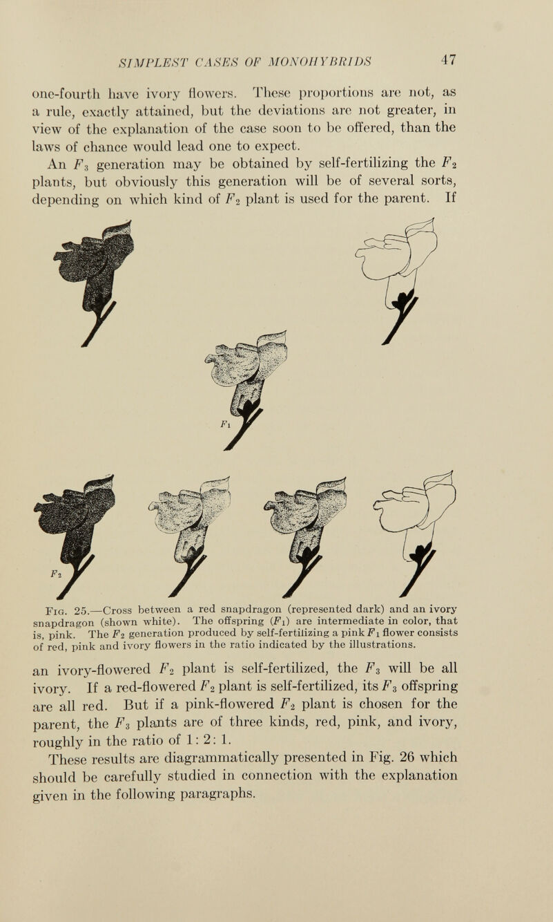 one-fourth have ivory flowers. These proportions are not, as a rule, exactly attained, but the deviations are not greater, in view of the explanation of the case soon to be offered, than the laws of chance would lead one to expect. An F3 generation may be obtained by self-fertilizing the F 2 plants, but obviously this generation will be of several sorts, depending on which kind of F 2 plant is used for the parent. If Fig. 25. —Cross between a red snapdragon (represented dark) and an ivory snapdragon (shown white). The offspring (Fi) are intermediate in color, that is, pink. The F2 generation produced by self-fertilizing a pink F1 flower consists of red, pink and ivory flowers in the ratio indicated by the illustrations. an ivory-flowered F 2 plant is self-fertilized, the F z will be all ivory. If a red-flowered F 2 plant is self-fertilized, its F 3 offspring are all red. But if a pink-flowered F¿ plant is chosen for the parent, the F 3 plants are of three kinds, red, pink, and ivory, roughly in the ratio of 1: 2: 1. These results are diagrammatically presented in Fig. 26 which should be carefully studied in connection with the explanation given in the following paragraphs.