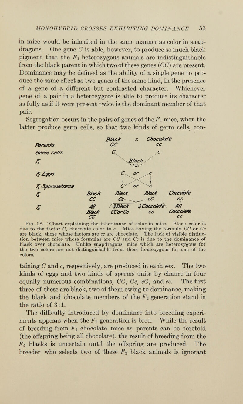 in mice would be inherited in the same manner as color in snap dragons. One gene C is able, however, to produce so much black pigment that the Fi heterozygous animals are indistinguishable from the black parent in which two of these genes (CC) are present. Dominance may be defined as the ability of a single gene to pro duce the same effect as two genes of the same kind, in the presence of a gene of a different but contrasted character. Whichever gene of a pair in a heterozygote is able to produce its character as fully as if it were present twice is the dominant member of that pair. Segregation occurs in the pairs of genes of the Fi mice, when the latter produce germ cells, so that two kinds of germ cells, con- ParenAs Germ ce//s 7 j Spermdfazoa Z Ç Fig. 28.— Chart explaining the inheritance of color in mice. Black color is due to the factor C, chocolate color to c. Mice having the formula CC or Cc are black, those whose factors are cc are chocolate. The lack of visible distinc tion between mice whose formulas are CC and Cc is due to the dominance of black over chocolate. Unlike snapdragons, mice which are heterozygous for the two colors are not distinguishable from those homozygous for one of the colors. taining C and c, respectively, are produced in each sex. The two kinds of eggs and two kinds of sperms unite by chance in four equally numerous combinations, CC, Cc, cC, and cc. The first three of these are black, two of them owing to dominance, making the black and chocolate members of the F2 generation stand in the ratio of 3:1. The difficulty introduced by dominance into breeding experi ments appears when the F 3 generation is bred. While the result of breeding from F 2 chocolate mice as parents can be foretold (the offspring being all chocolate), the result of breeding from the F 2 blacks is uncertain until the offspring are produced. The breeder who selects two of these F 2 black animals is ignorant 3/âcA X C/ioco/&fe CC cc Bhc/t, -Cc' C^ or I C' or B/âck 23/âc/c 3/âcA Oroca/afe CC Cc— cC cc M Sjya/ocA 4 Cfrocofefe A// fi/âcA CCorCc cc C/rocoÁs/e CC cc