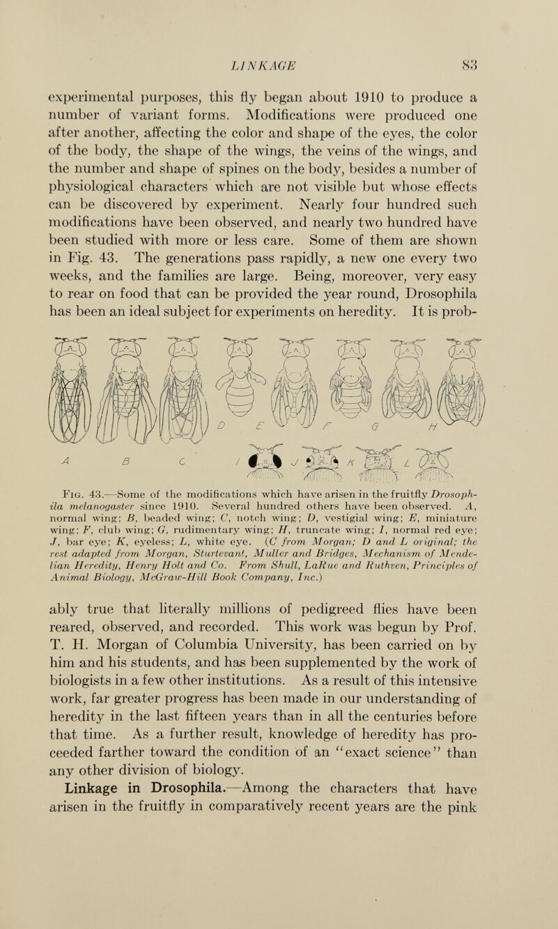 experimental purposes, this fly began about 1910 to produce a number of variant forms. Modifications were produced one after another, affecting the color and shape of the eyes, the color of the body, the shape of the wings, the veins of the wings, and the number and shape of spines on the body, besides a number of physiological characters which are not visible but whose effects can be discovered by experiment. Nearly four hundred such modifications have been observed, and nearly two hundred have been studied with more or less care. Some of them are shown in Fig. 43. The generations pass rapidly, a new one every two weeks, and the families are large. Being, moreover, very easy to rear on food that can be provided the year round, Drosophila has been an ideal subject for experiments on heredity. It is prob- Fig. 43. —Some of the modifications which have arisen in the fruitfly Drosoph ila melanogaster since 1910. Several hundred others have been observed. A, normal wing; B, beaded wing; C, notch wing; D, vestigial wing; E, miniature wing; F, club wing; G, rudimentary wing; H, truncate wing; I, normal red eye; ./, bar eye; K, eyeless; L, white eye. (C from Morgan; D and L original; the rest adapted from Morgan, Sturtevant., Muller and Bridges, Mechanism of Mende- lian Heredity, Henry Holt and Co. From Shrill, LaRue and Ruthven, Principies of Animal Biology, McGraw-Hill Book Company, Inc.) ably true that literally millions of pedigreed flies have been reared, observed, and recorded. This work was begun by Prof. T. H. Morgan of Columbia University, has been carried on by him and his students, and has been supplemented by the work of biologists in a few other institutions. As a result of this intensive work, far greater progress has been made in our understanding of heredity in the last fifteen years than in all the centuries before that time. As a further result, knowledge of heredity has pro ceeded farther toward the condition of an exact science than any other division of biology. Linkage in Drosophila. —Among the characters that have arisen in the fruitfly in comparatively recent years are the pink