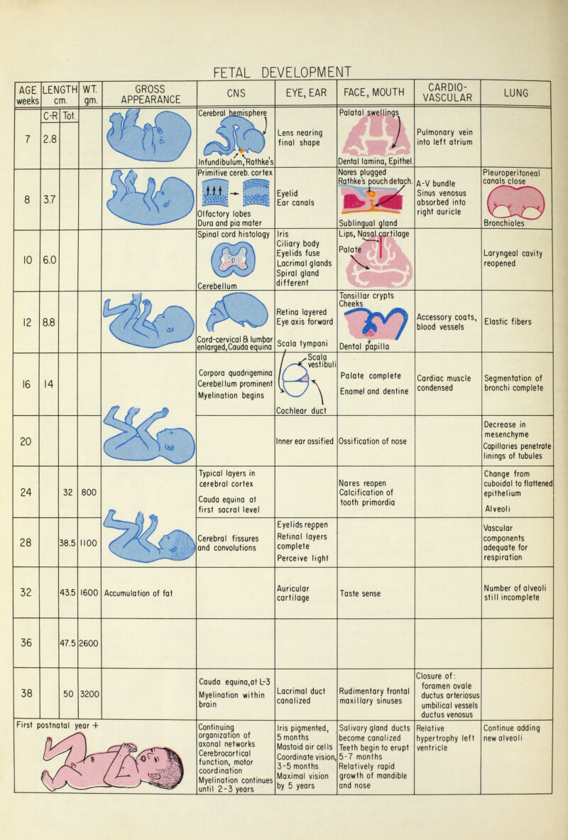 FETAL DEVELOPMENT AGE weeks LENGTH cm. WT. gm. GROSS APPEARANCE CNS EYE, EAR FACE, MOUTH CARDIO¬ VASCULAR LUNG C-R 2.8 Tot. Cerebral hfimisphere Lens nearing final shape Infundibulum^Rothke's Palatal swellings Dental lamina, Epithel. Pulmonary vein into left atrium 3.7 Primitive cereb. cortex Nares plugged Rathke's pouch detach. Eyelid Ear canals Olfactory lobes Dura and pia mater A-V bundle Sinus venosus absorbed into right auricle Pleuroperitoneal canals close Sublingual gland Bronchioles Spinal cord histology 10 6.0 Cerebellum Iris Ciliary body Eyelids fuse Lacrimal glonds Spiral gland different Lips, Nasal (¡ortilage Palate Laryngeal cavity reopened 12 8.8 Cord-cervical a lumbar enlorged,Cauda equina Retina layered Eye axis forward Scala tympani Tonsillar crypts Cheeks Accessory coats, blood vessels Elastic fibers Dental p^apilla 16 14 Corpora quadrigemina Cerebellum prominent Myelinotion begins Scala vest i bu I i Palote complete Enamel and dentine Cardiac muscle condensed Segmentation of bronchi complete 20 Cochlear duct Inner ear ossified Ossification of nose Decrease in mesenchyme Capillaries penetróte linings of tubules 24 32 800 28 38.5 100 Typical layers in cerebral cortex Cauda equino at first sacral level Nares reopen Calcification of tooth primordio Change from cuboidal to flattened epithelium Alveoli Cerebral fissures and convolutions Eyelids reppen Retinal layers complete Perceive light Vascular components adequate for respiration 32 43.5 1600 Accumulation of fat Auricular cartilage Taste sense Number of alveoli still incomplete 36 47.5 2600 38 50 3200 Cauda equina,at L-3 Myelinotion within brain Lacrimal duct canalized Rudimentary frontal maxillary sinuses Closure of: foramen ovale ductus arteriosus umbilical vessels ductus venosus First postnatal year -I- Continuing organization of axonal networks Cerebrocortical function, motor coordination Myelinotion continues until 2-3 years Iris pigmented, 5 months Mastoid air cells Coordinate vision, 3-5 months Maximal vision by 5 years Salivary gland ducts become canalized Teeth begin to erupt 5-7 months Relatively rapid growth of mandible and nose Relative hypertrophy left ventricle Continue addine new alveoli