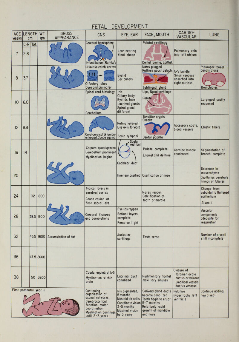 FETAL DEVELOPMENT